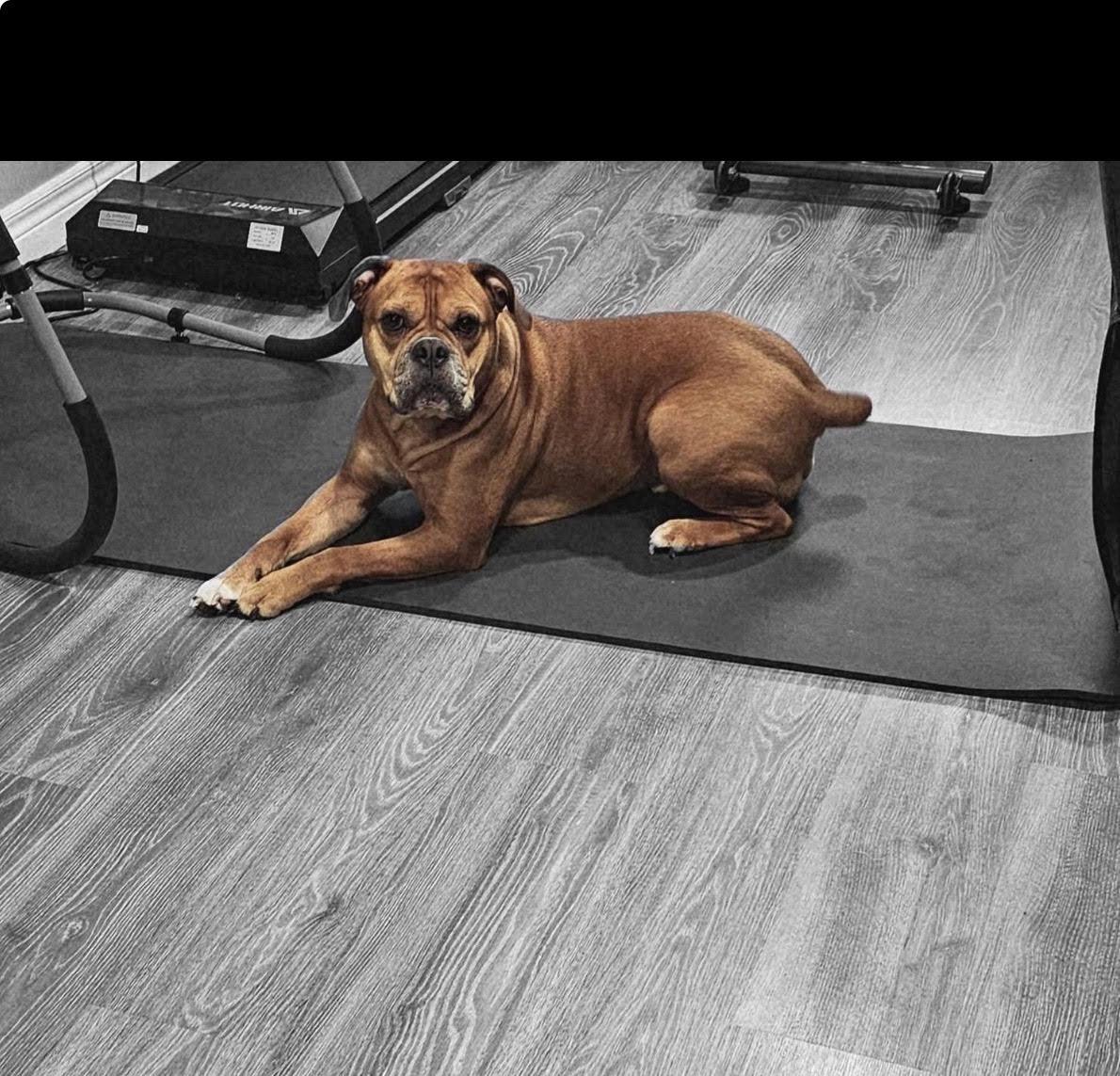 Enlarge Dexter, a Adopted mixed breed in Sarnia, ON image 4/5