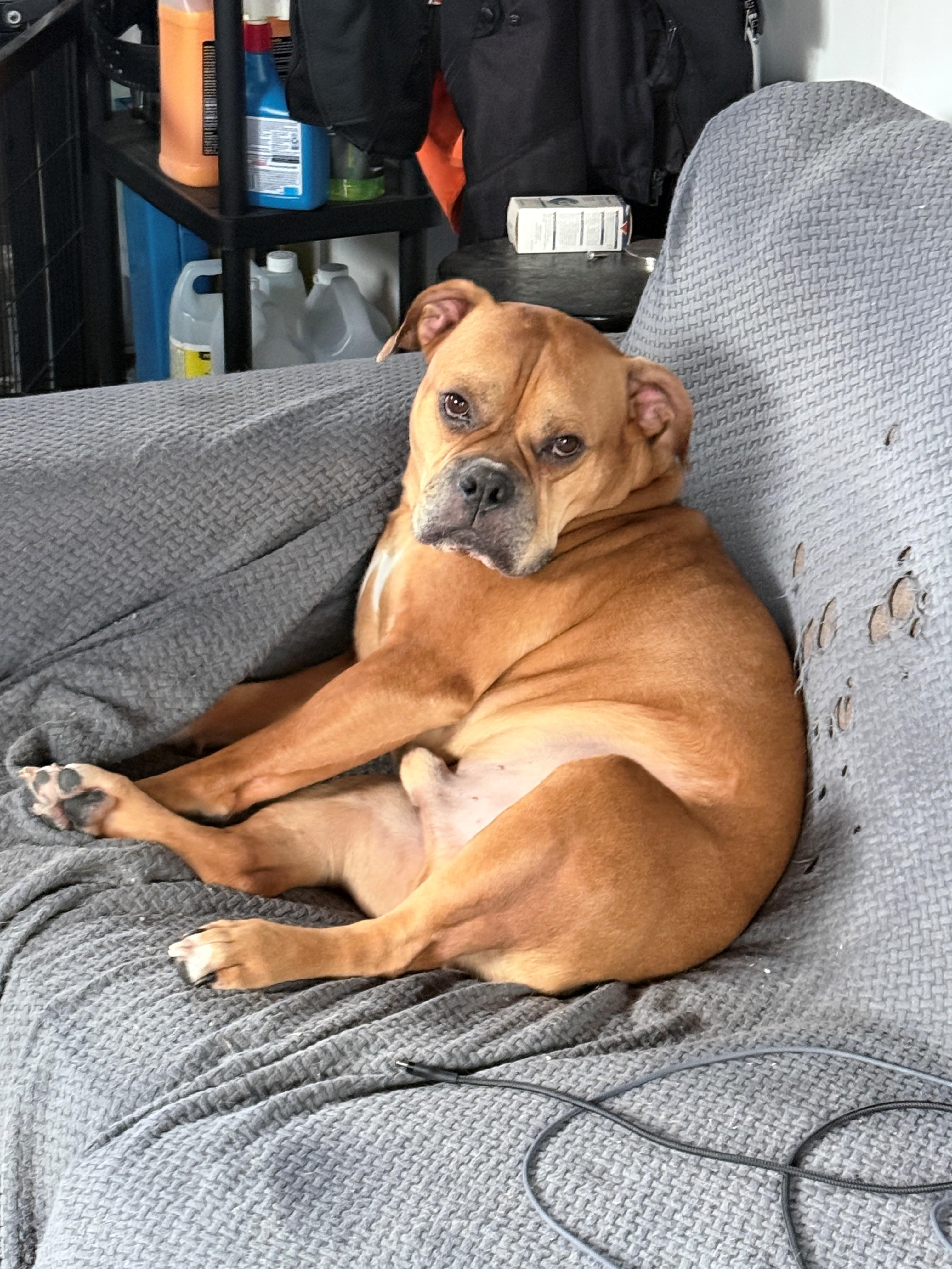 Enlarge Dexter, a Adopted mixed breed in Sarnia, ON image 1/5