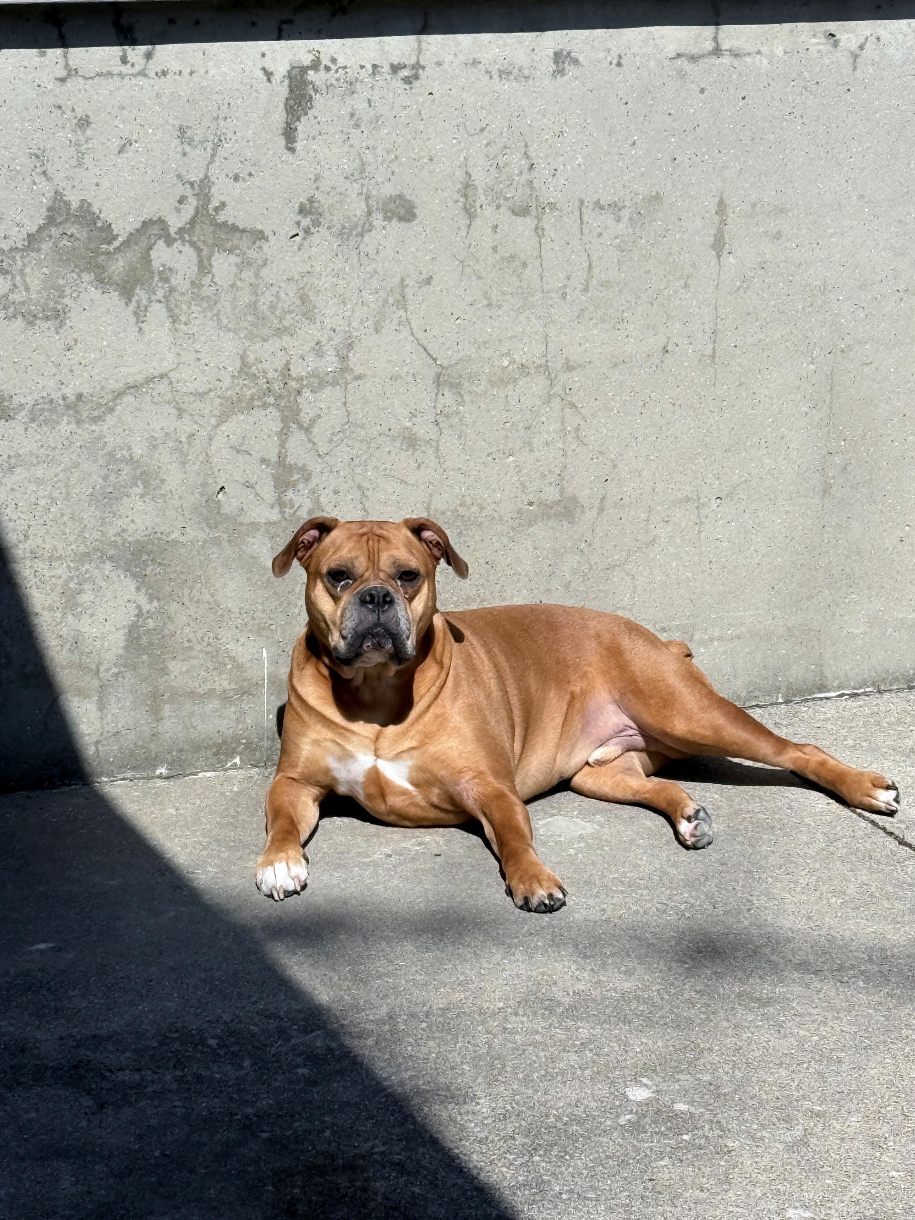 Enlarge Dexter, a Adopted mixed breed in Sarnia, ON image 5/5