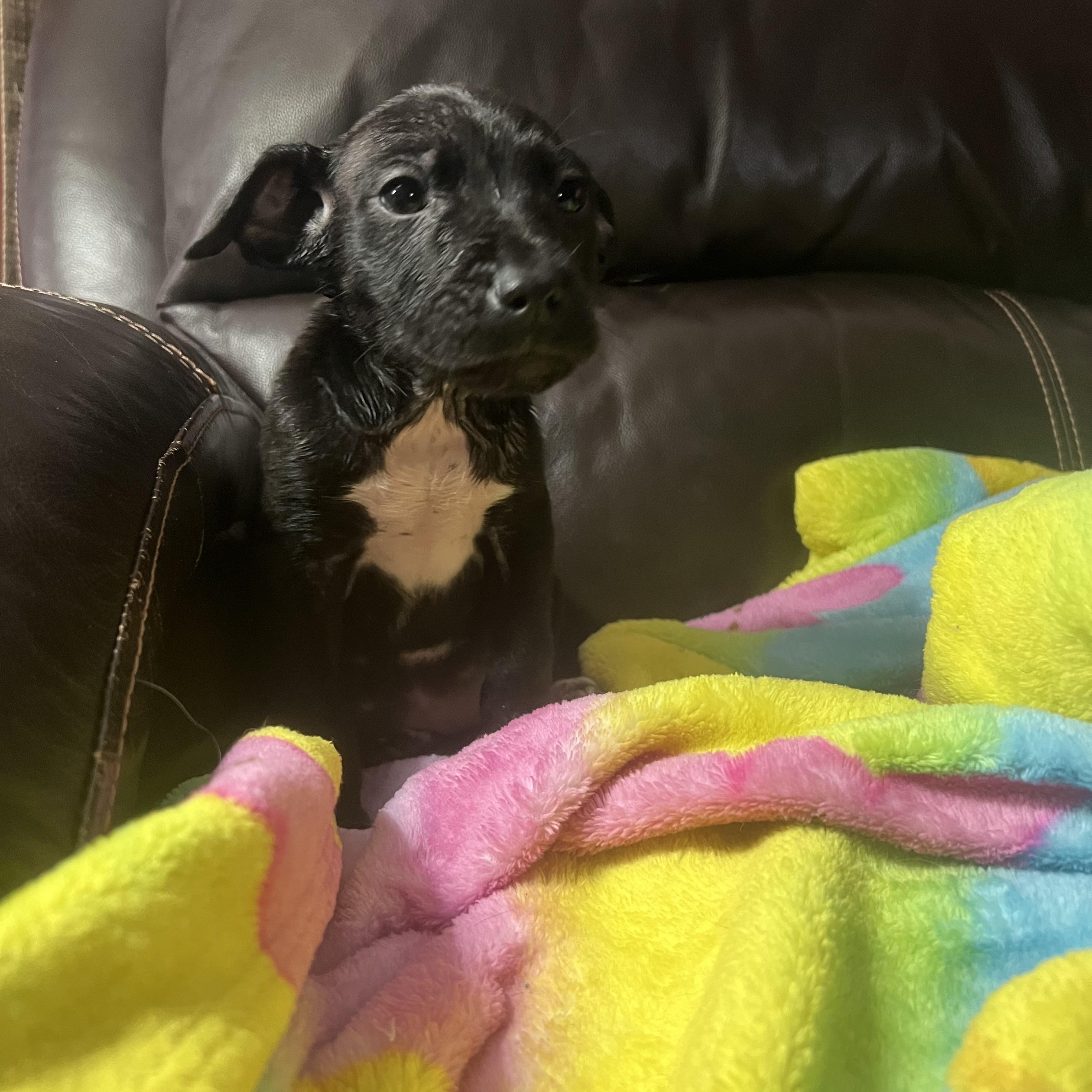 Sapphire, an adopted mixed breed in Davisburg, MI image 1/4