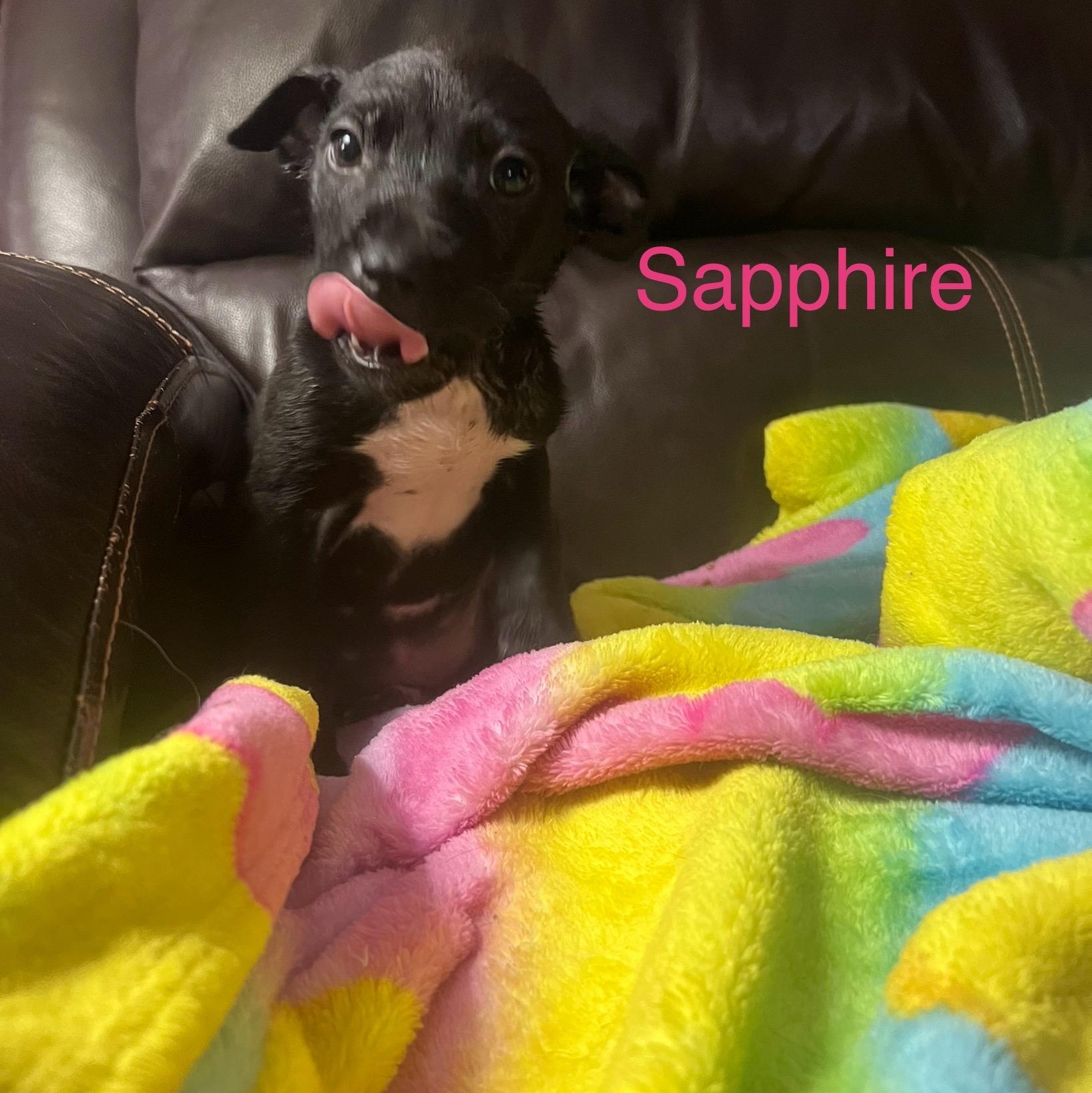 Sapphire, an adopted mixed breed in Davisburg, MI image 2/4