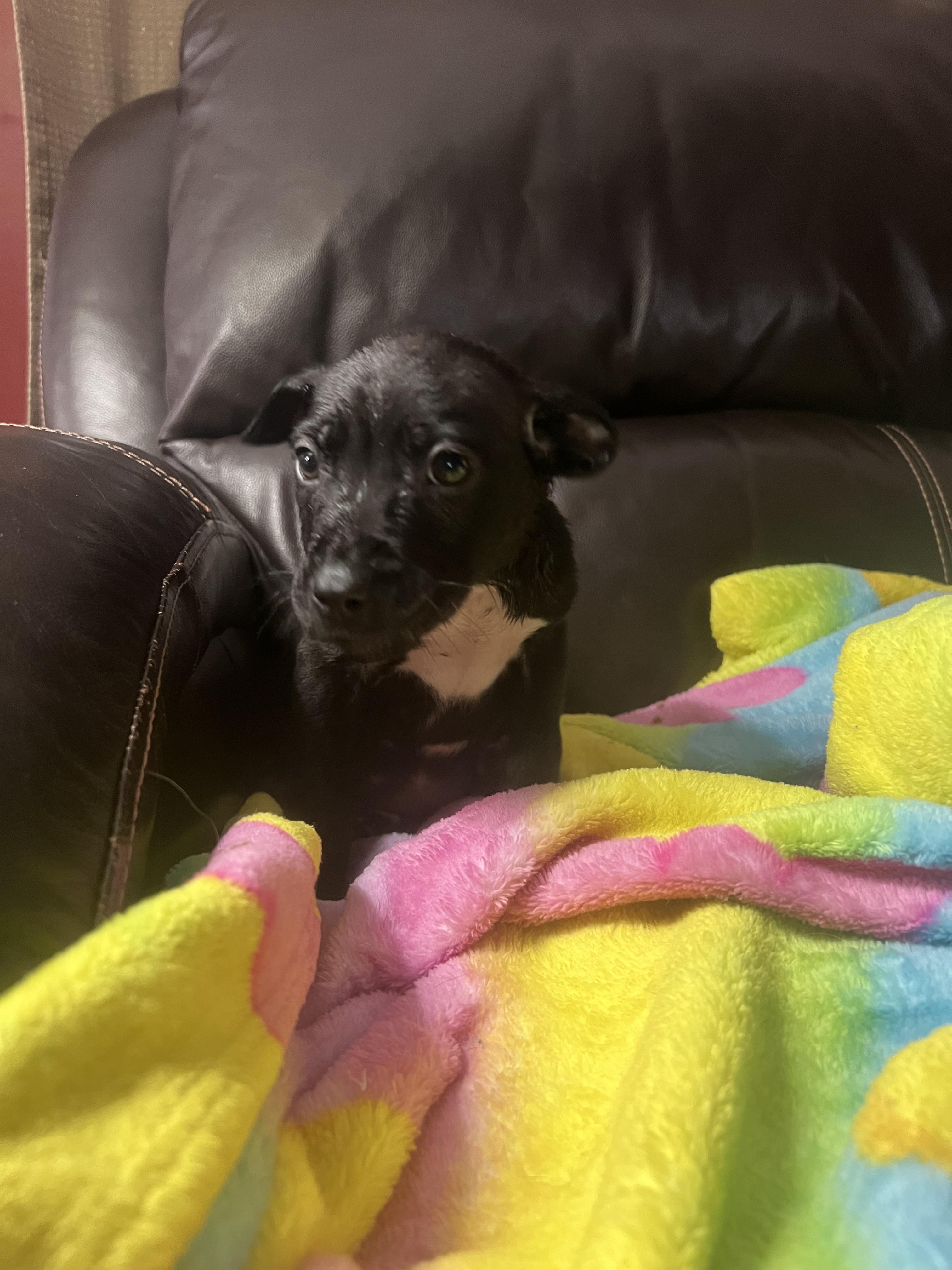 Sapphire, an adopted mixed breed in Davisburg, MI image 3/4