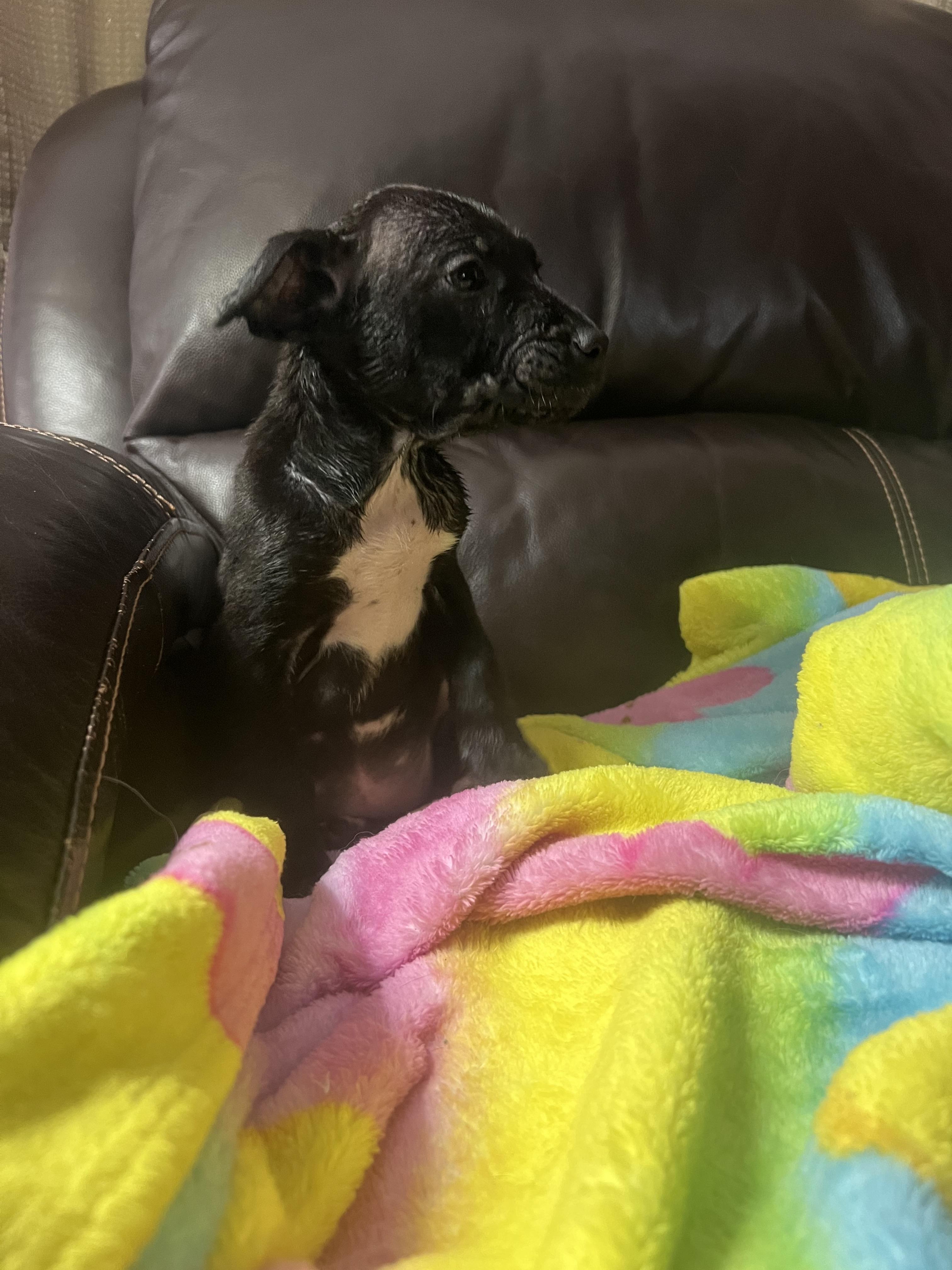 Sapphire, an adopted mixed breed in Davisburg, MI image 4/4