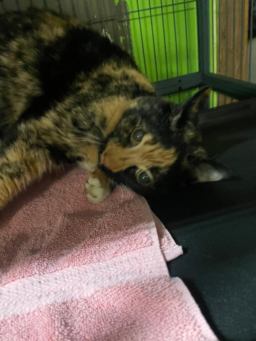 Enlarge Missy, a ADOPTABLE Calico in Billings, MT image 2/2