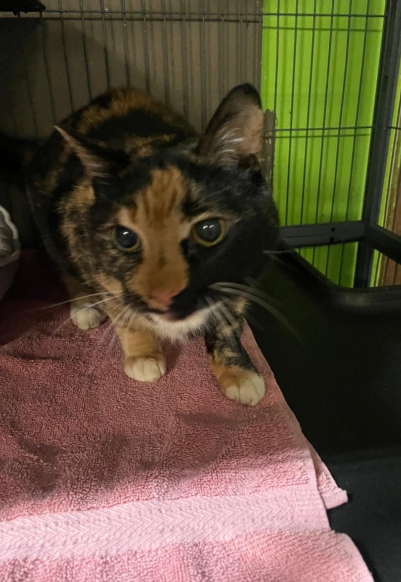 Enlarge Missy, a ADOPTABLE Calico in Billings, MT image 1/2