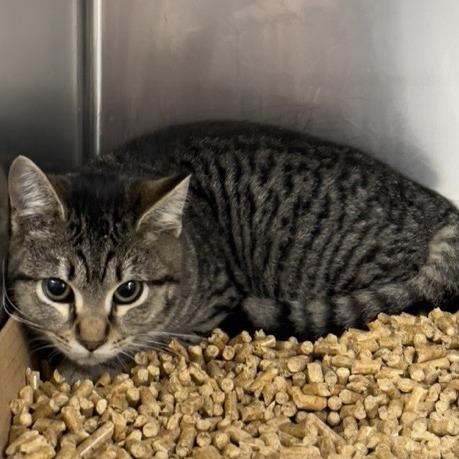 Marky, Adoptable, Young Female Domestic Short Hair.