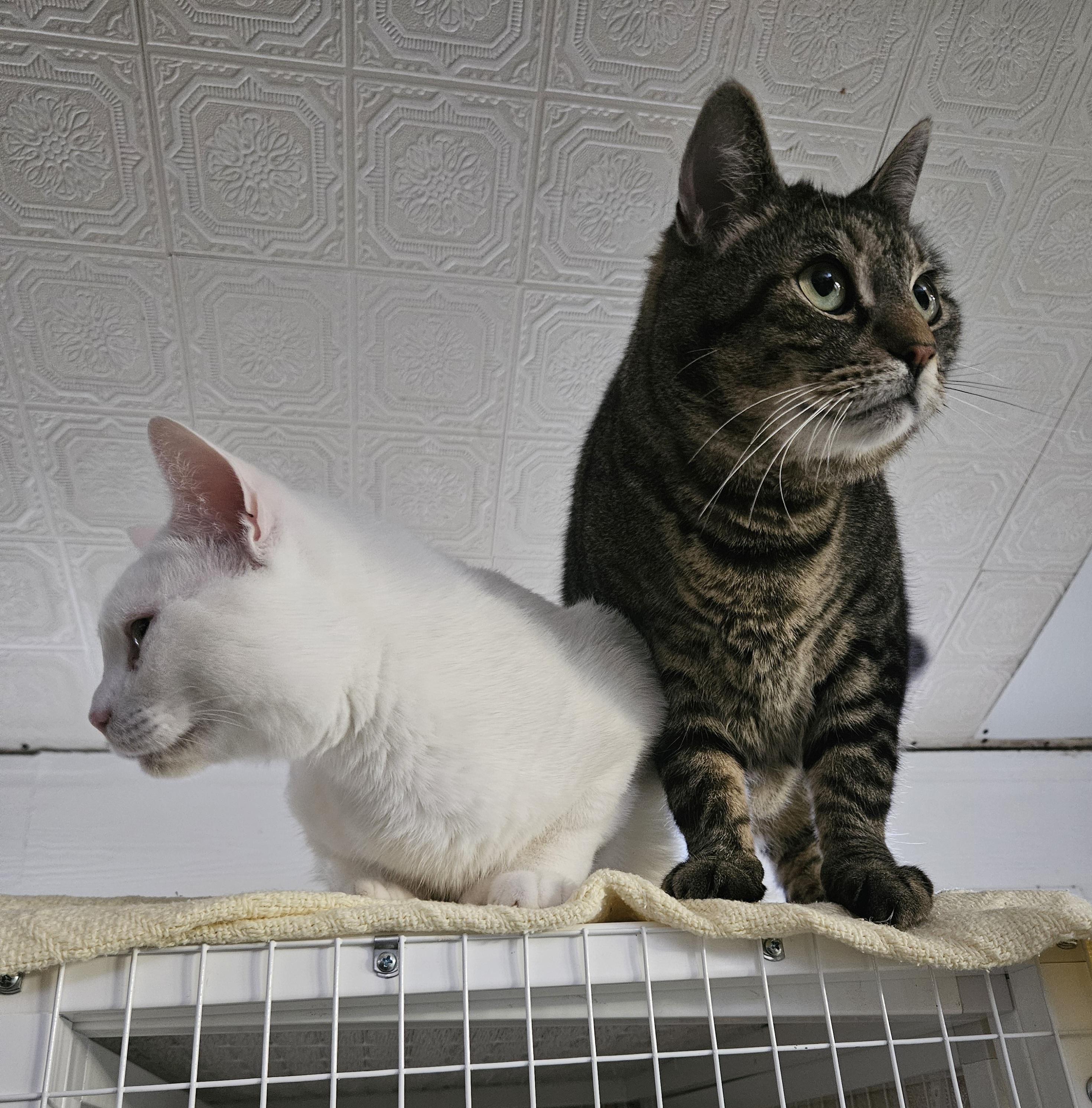 Bailey and Jasper