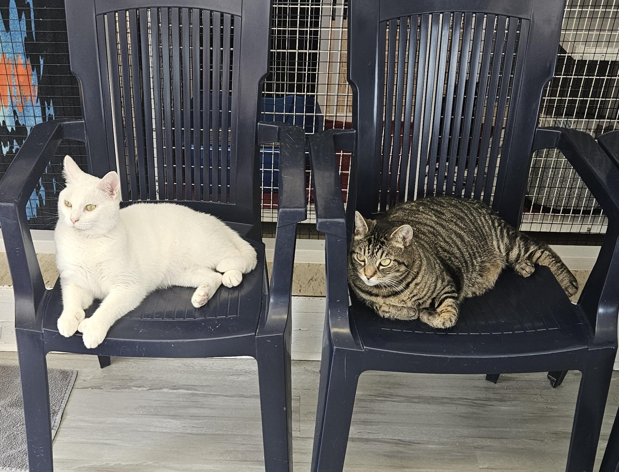 Bailey and Jasper