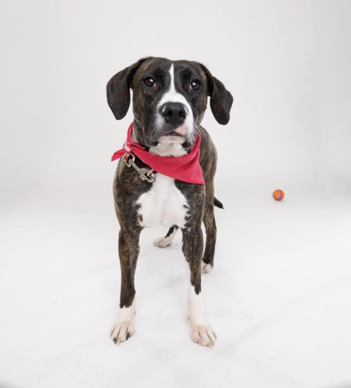 Edith, a Adoptable mixed breed in Pembroke, MA image 2/6