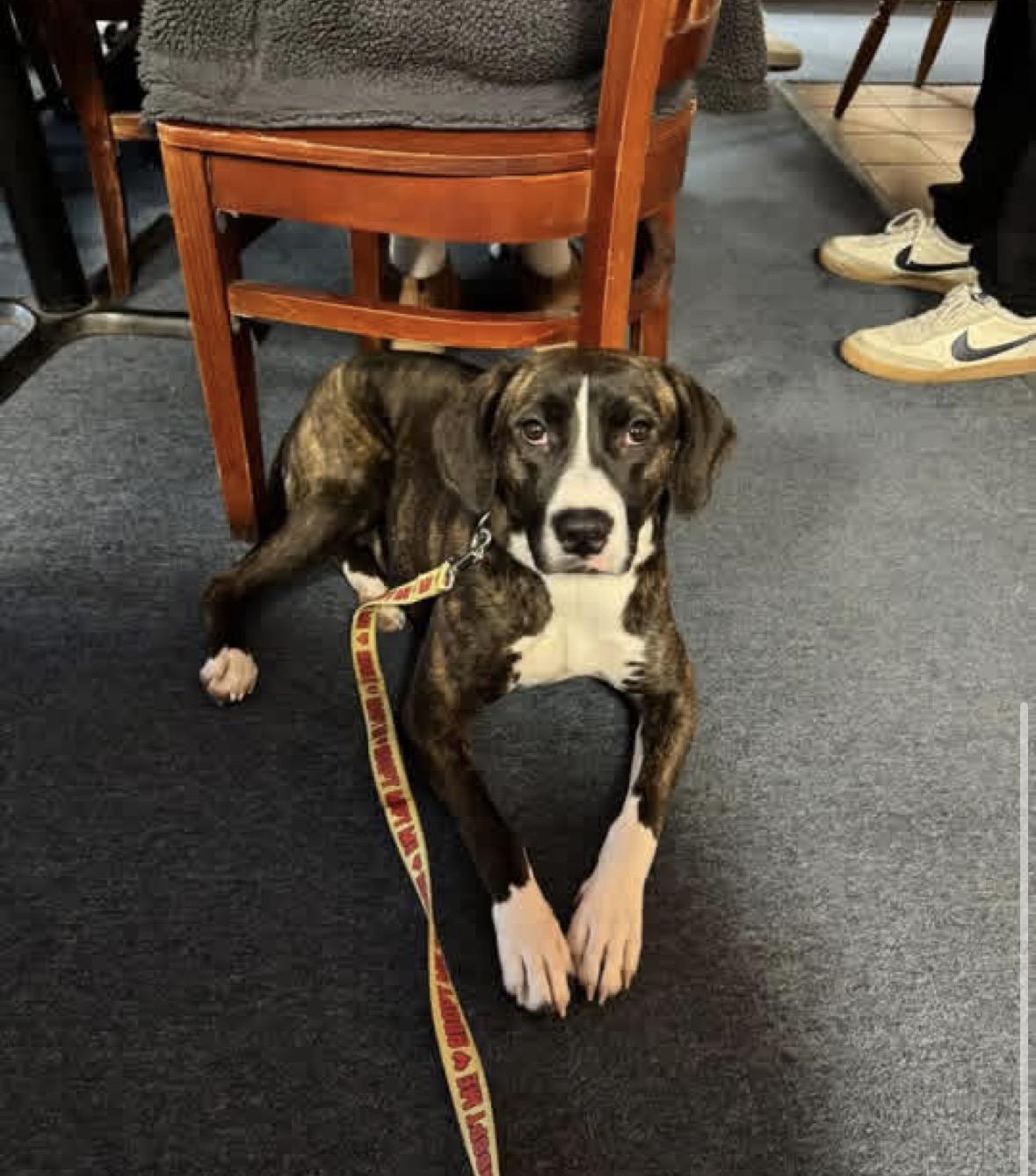 Edith, a Adoptable mixed breed in Pembroke, MA image 4/6