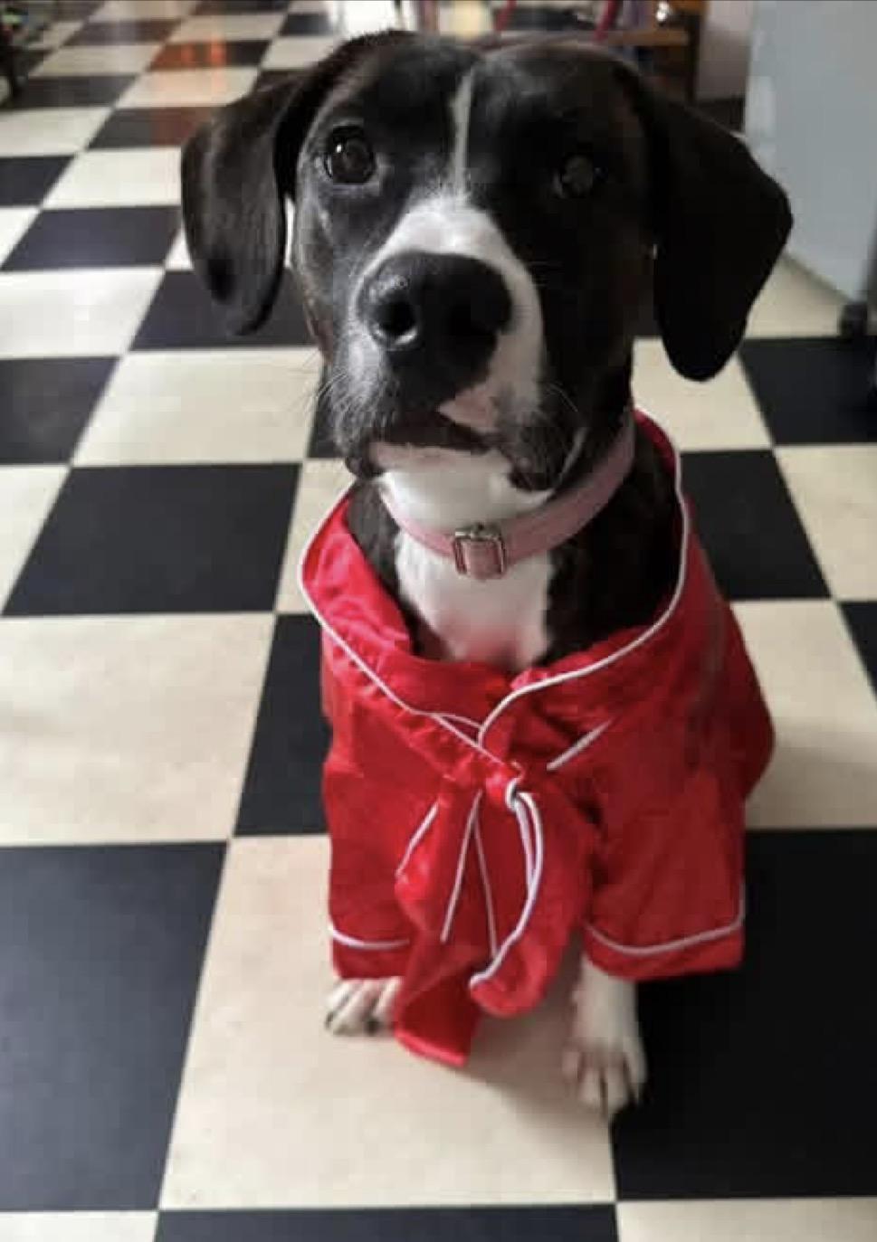 Edith, a Adoptable mixed breed in Pembroke, MA image 5/6