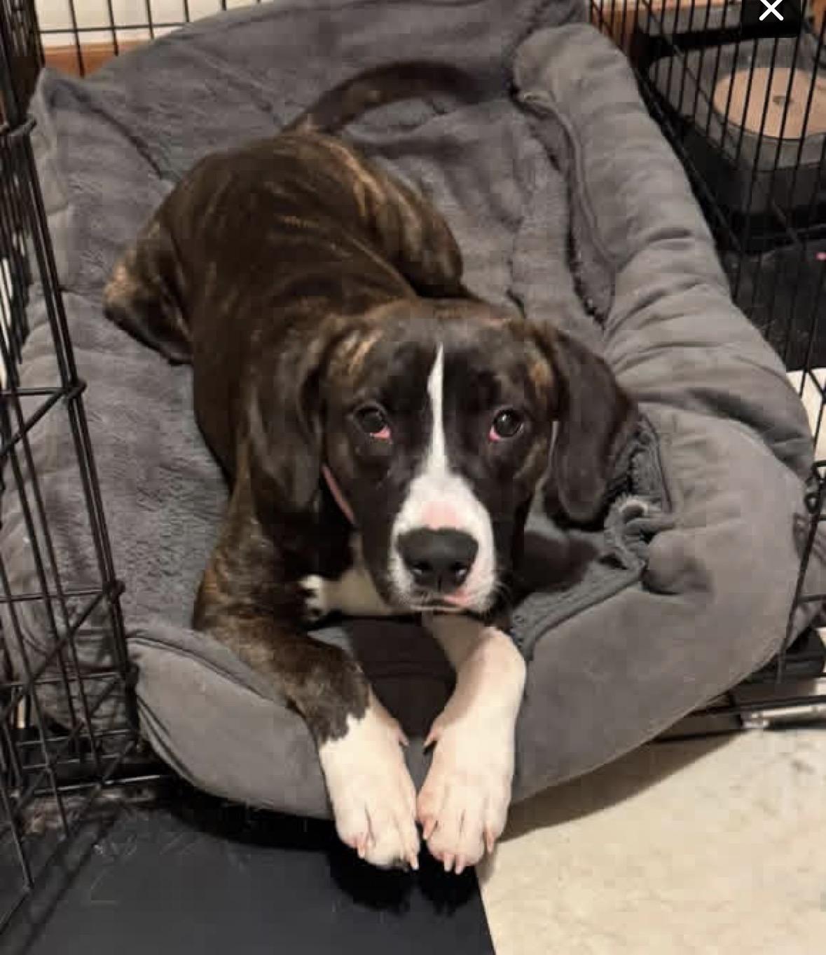 Edith, a Adoptable mixed breed in Pembroke, MA image 6/6