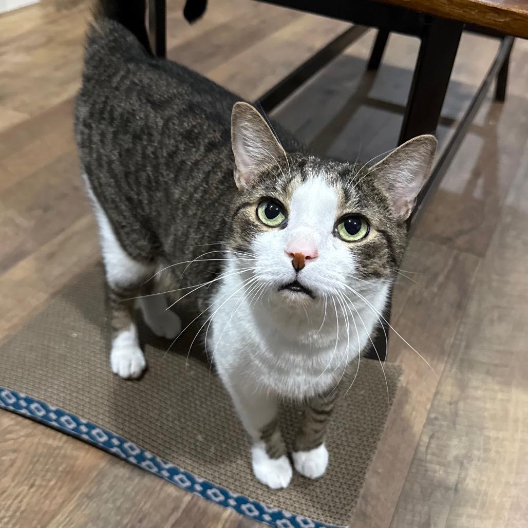 Enlarge Charlie, a Adoptable Domestic Short Hair in Bridgeville, PA image 1/1