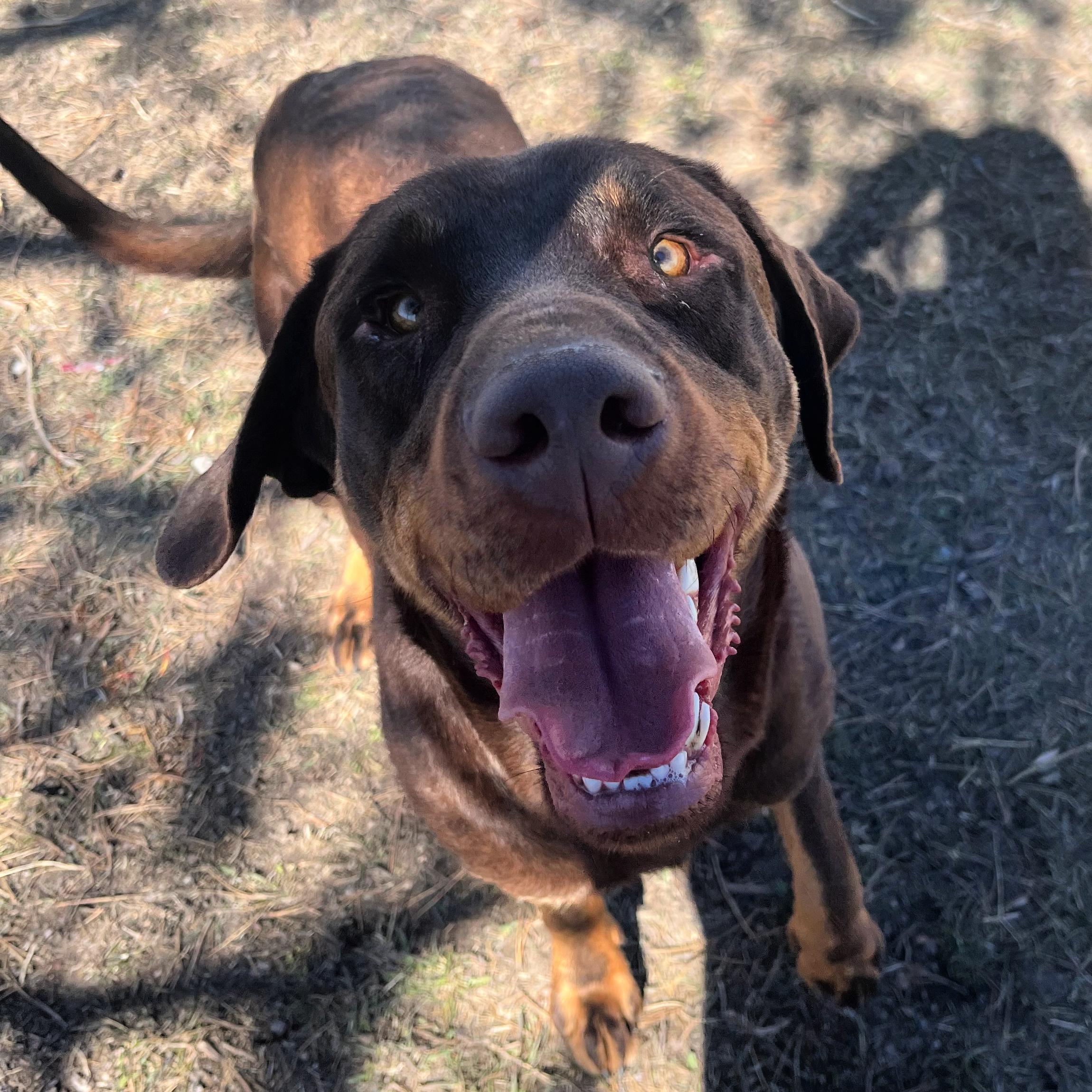 Enlarge Goob, a ADOPTABLE mixed breed in Lindon, UT image 5/5