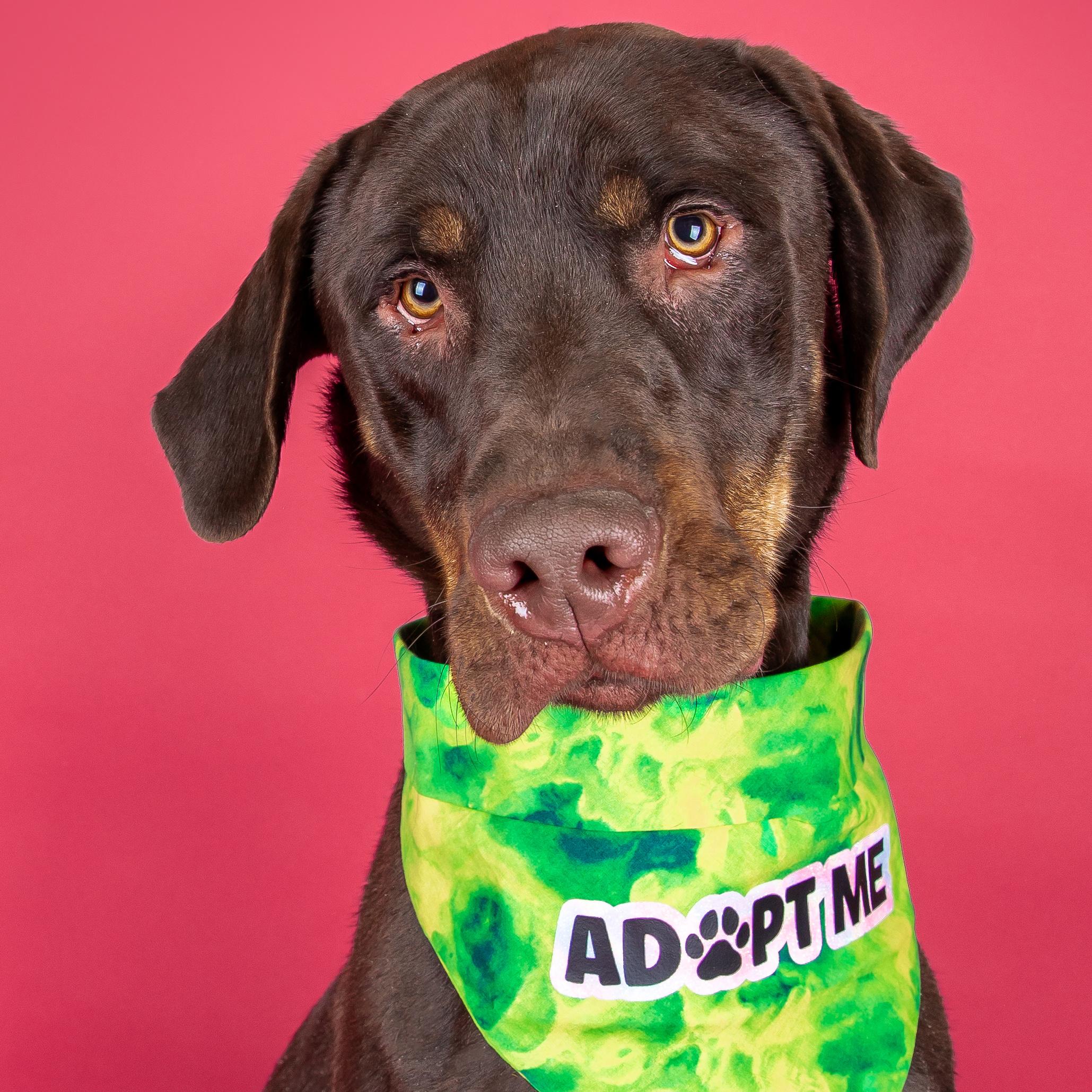 Goob, ADOPTABLE, Young Male Labrador Retriever.