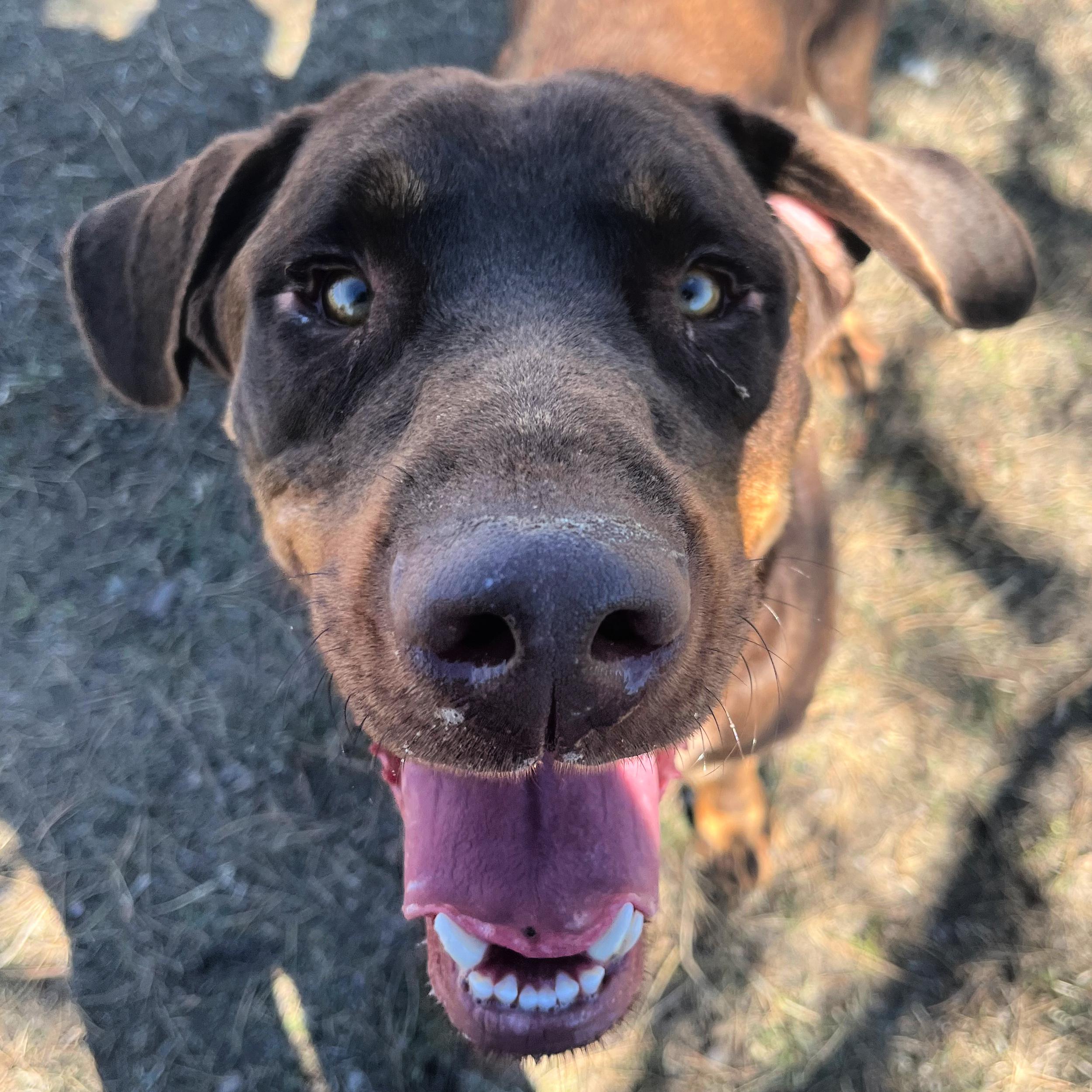 Enlarge Goob, a ADOPTABLE mixed breed in Lindon, UT image 4/5