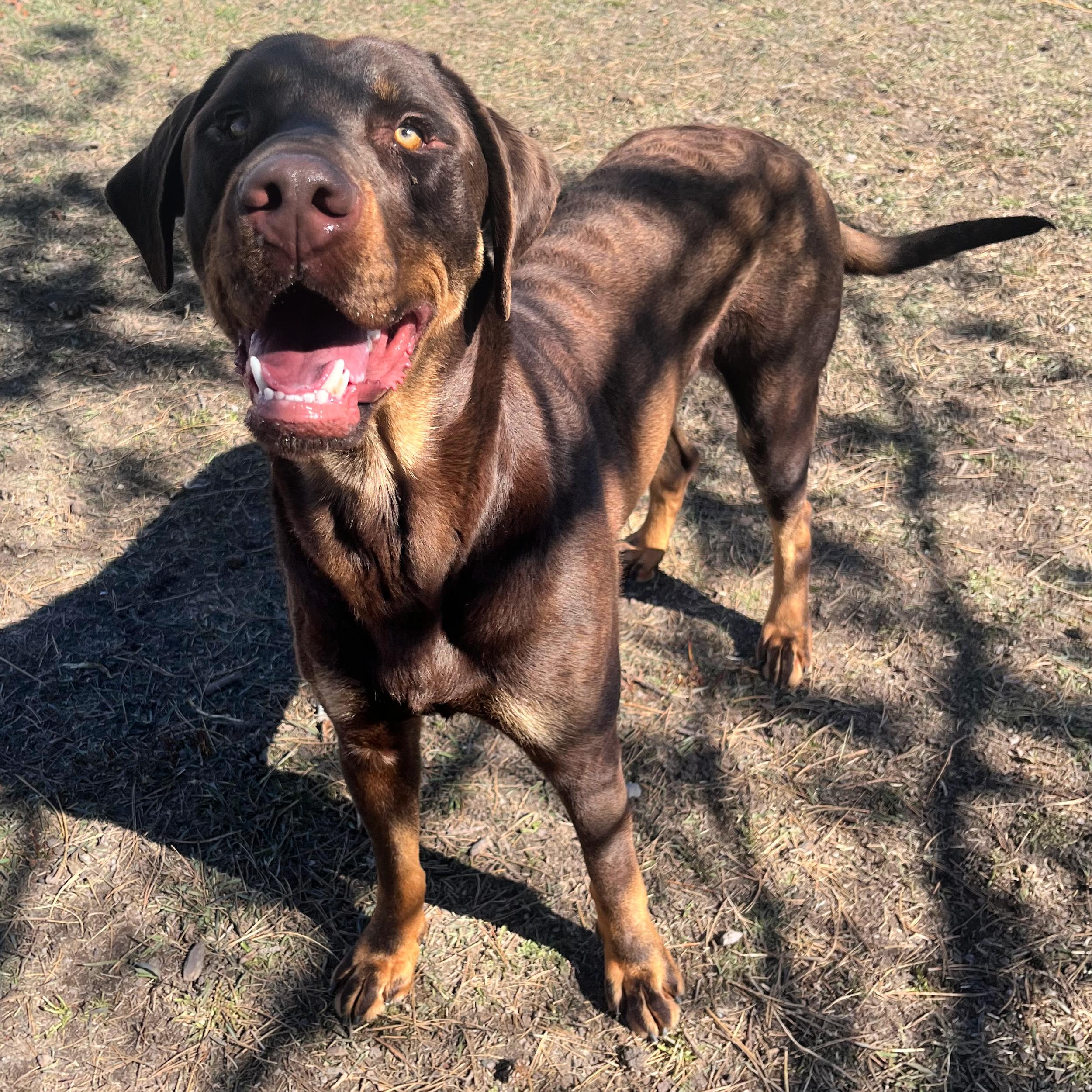 Enlarge Goob, a ADOPTABLE mixed breed in Lindon, UT image 2/5