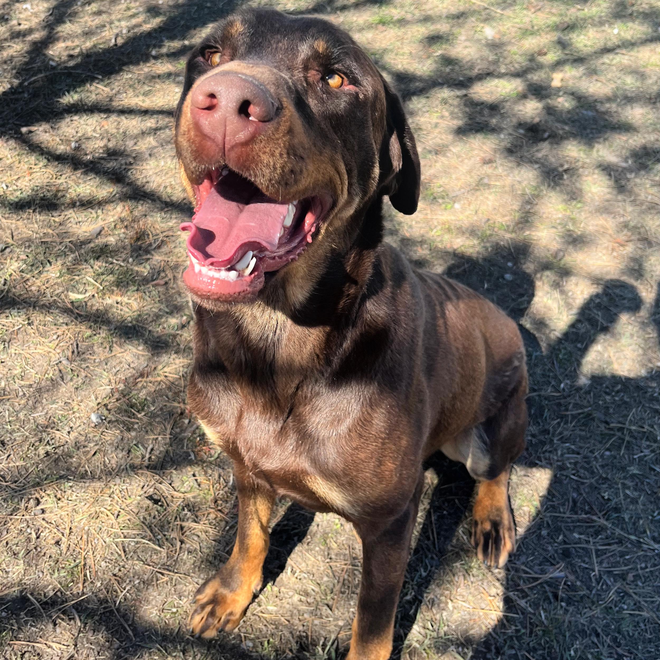 Enlarge Goob, a ADOPTABLE mixed breed in Lindon, UT image 3/5