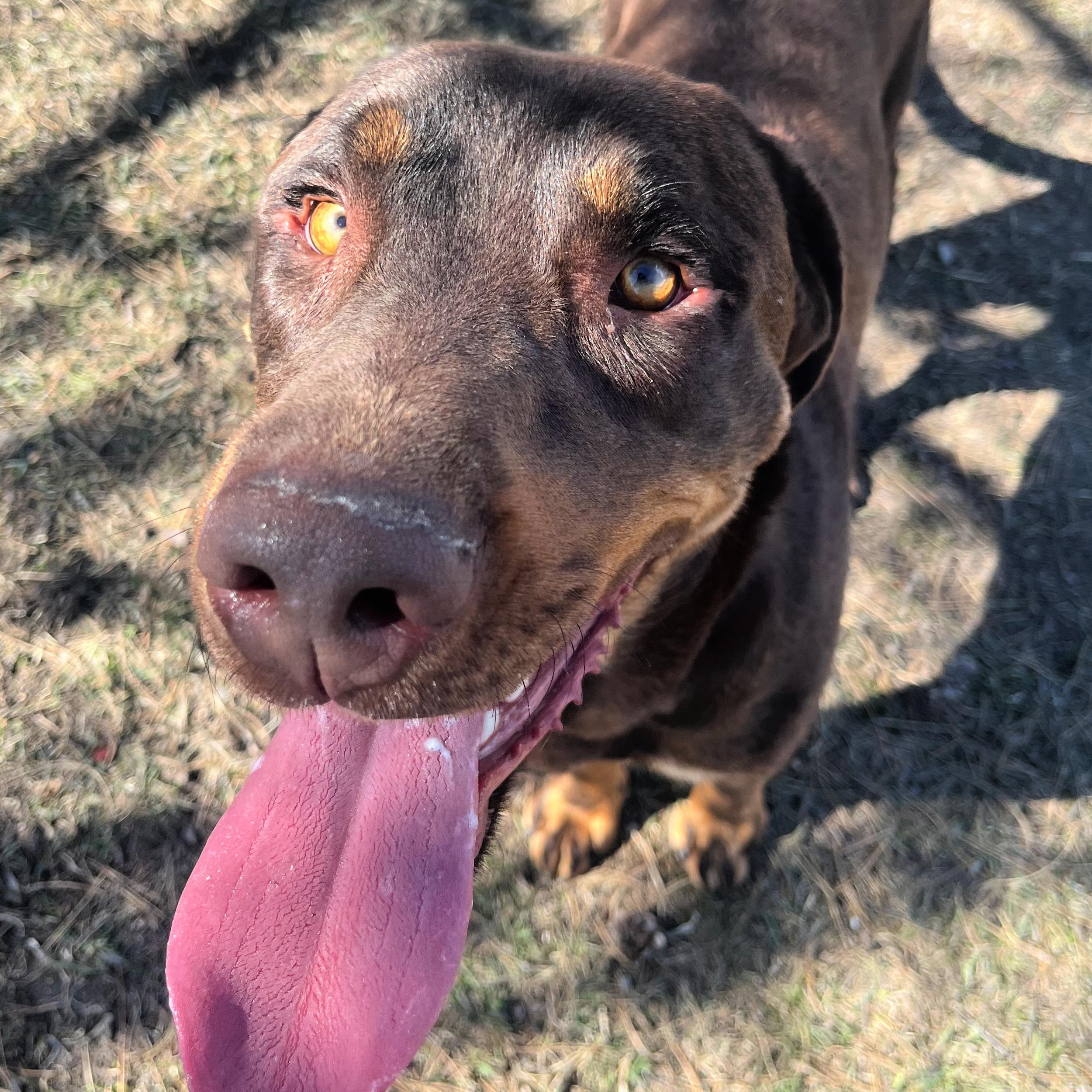 Goob, ADOPTABLE, Adult Male Labrador Retriever.
