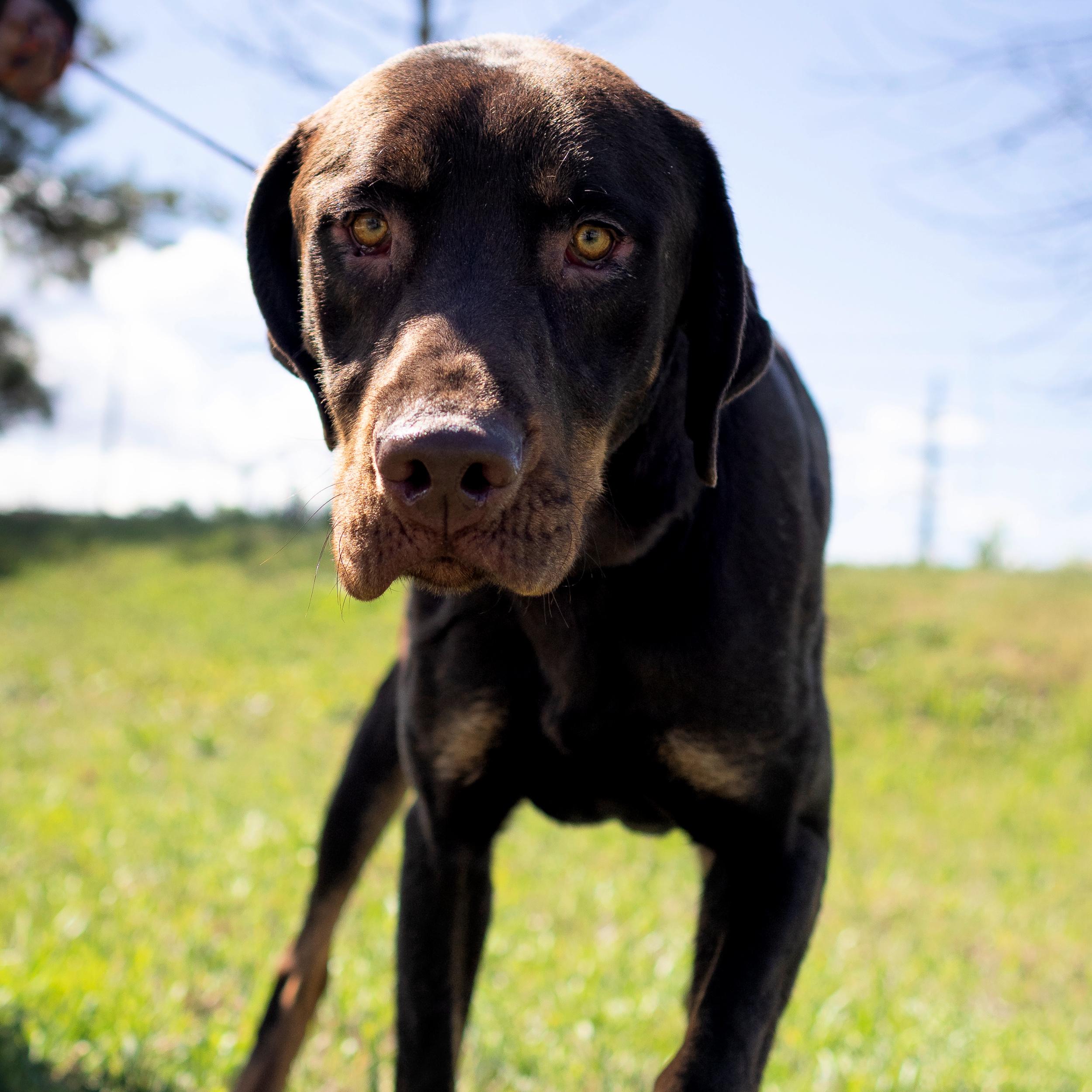Enlarge Goob, a ADOPTABLE mixed breed in Lindon, UT image 6/6