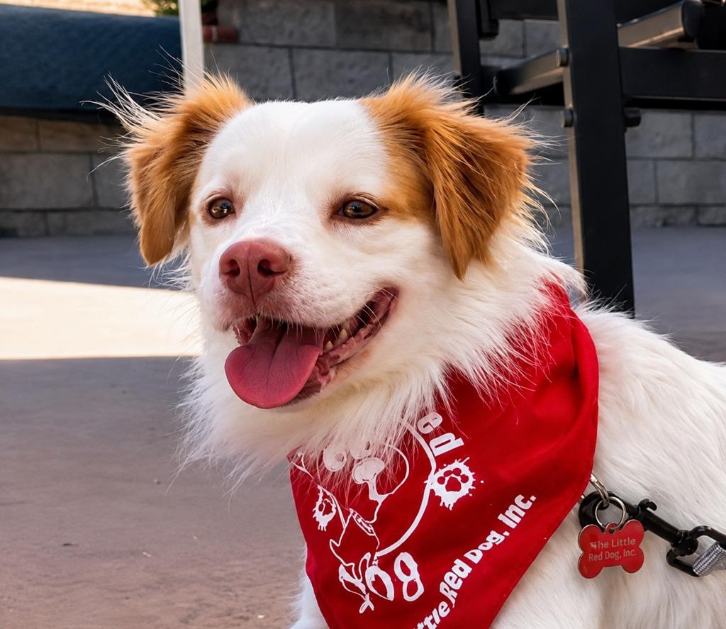 Ringo - Adopt Me!, Adoptable, Young Male Terrier.