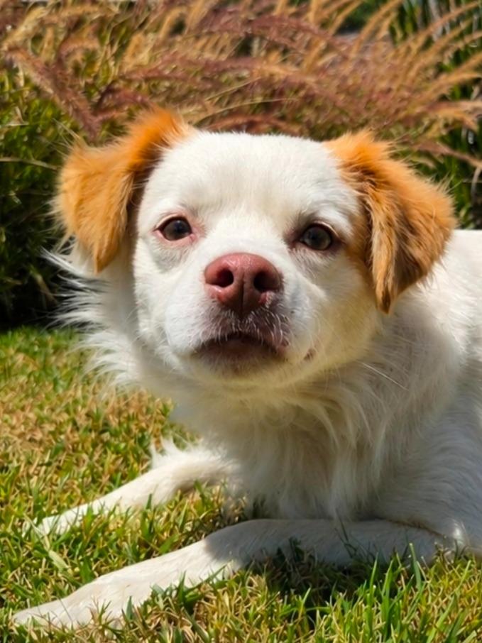 Enlarge Ringo - Adopt Me!, a Adoptable mixed breed in Lake Forest, CA image 2/5