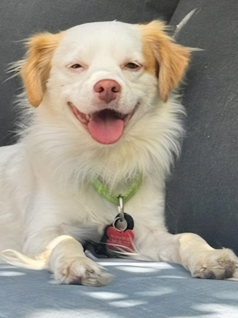 Enlarge Ringo - Adopt Me!, a Adoptable mixed breed in Lake Forest, CA image 3/5