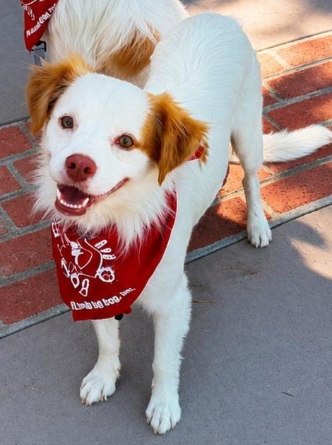 Enlarge Ringo - Adopt Me!, a Adoptable mixed breed in Lake Forest, CA image 4/5