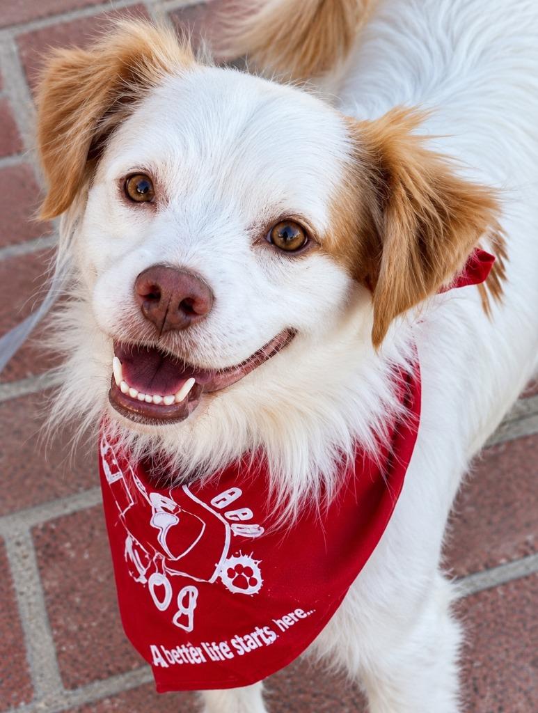 Enlarge Ringo - Adopt Me!, a Adoptable mixed breed in Lake Forest, CA image 5/5