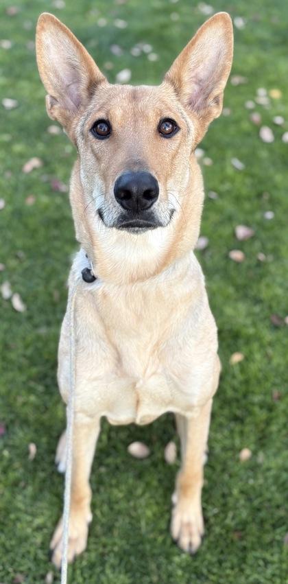 Enlarge Mia, a Adoptable mixed breed in Phoenix, AZ image 3/4