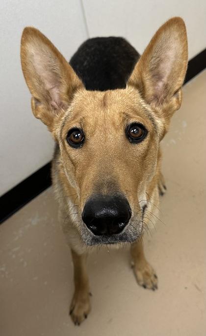 Enlarge Mia, a Adoptable mixed breed in Phoenix, AZ image 4/4