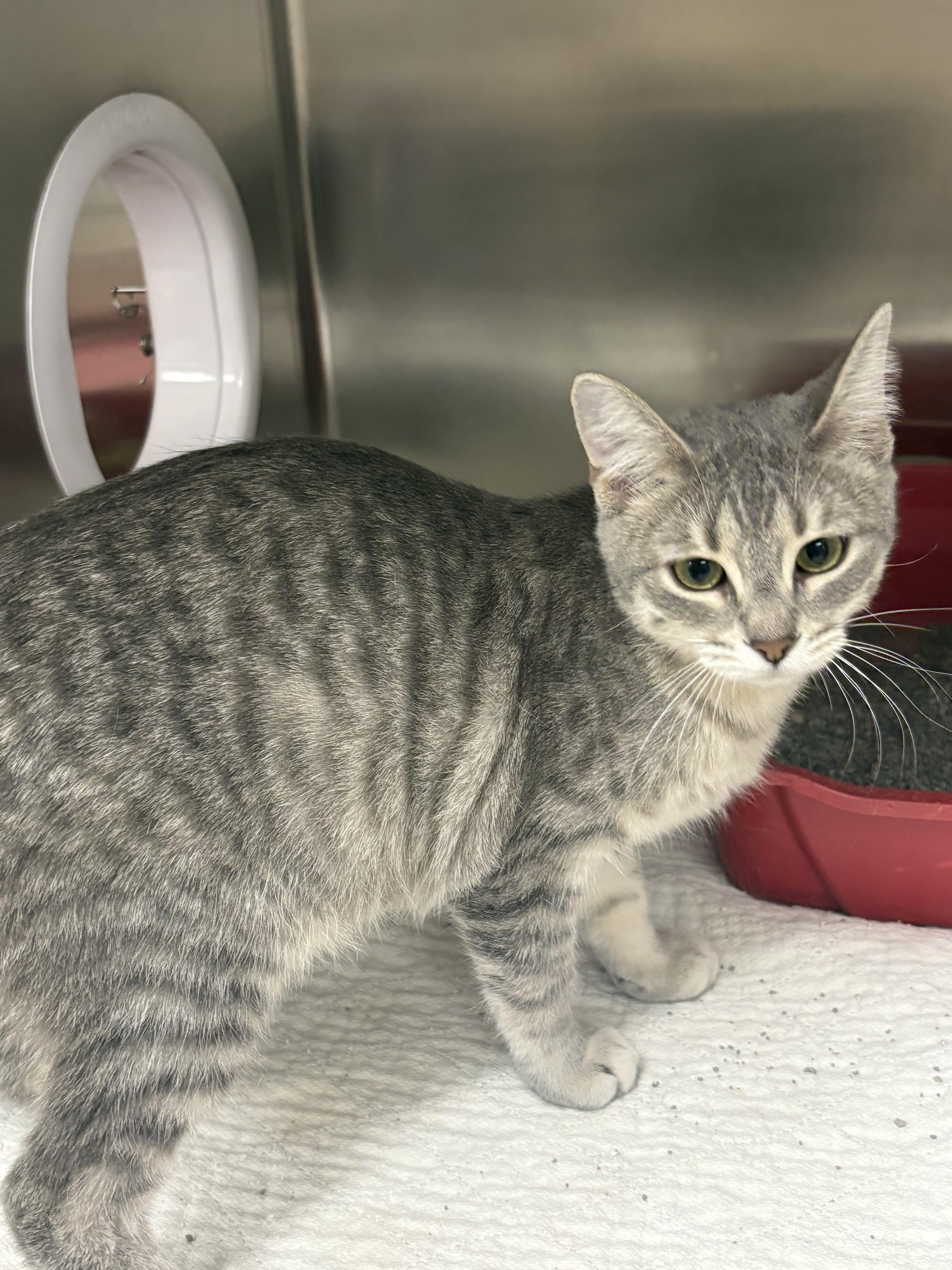 Astrid, ADOPTABLE, Young Female Domestic Short Hair.