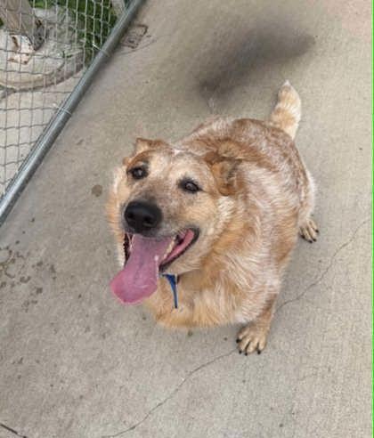 Dozer, ADOPTABLE, Adult Male Australian Cattle Dog / Blue Heeler.