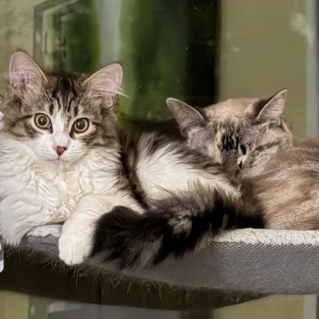 Spider Gwen, a Adoptable Domestic Medium Hair in Abbotsford, BC image 1/6