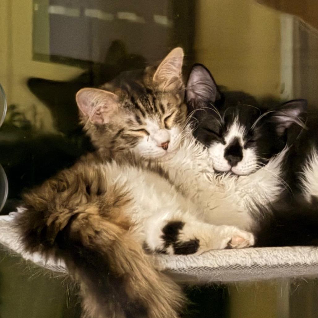 Spider Gwen, a Adoptable Domestic Medium Hair in Abbotsford, BC image 2/6