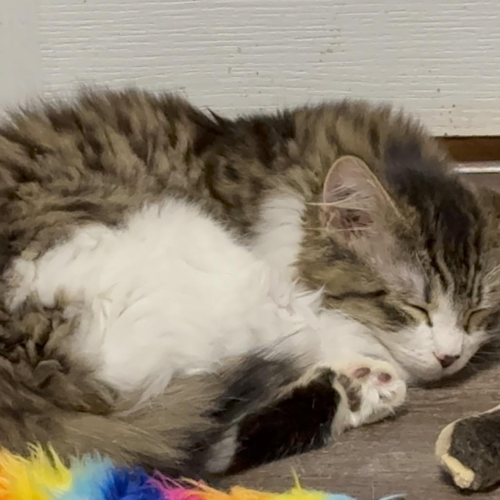 Spider Gwen, a Adoptable Domestic Medium Hair in Abbotsford, BC image 3/6