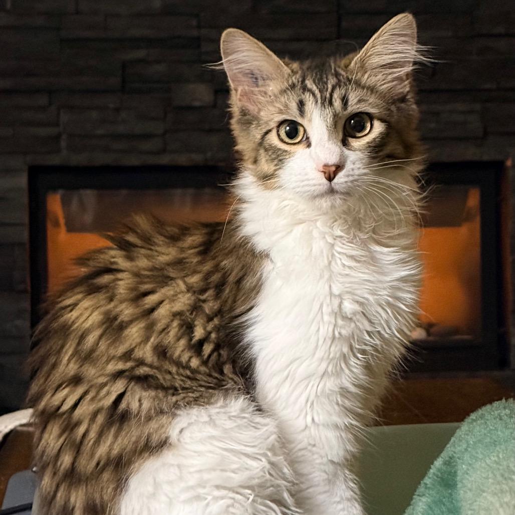 Spider Gwen, a Adoptable Domestic Medium Hair in Abbotsford, BC image 4/6