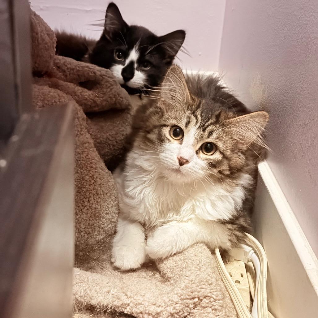 Spider Gwen, a Adoptable Domestic Medium Hair in Abbotsford, BC image 5/6