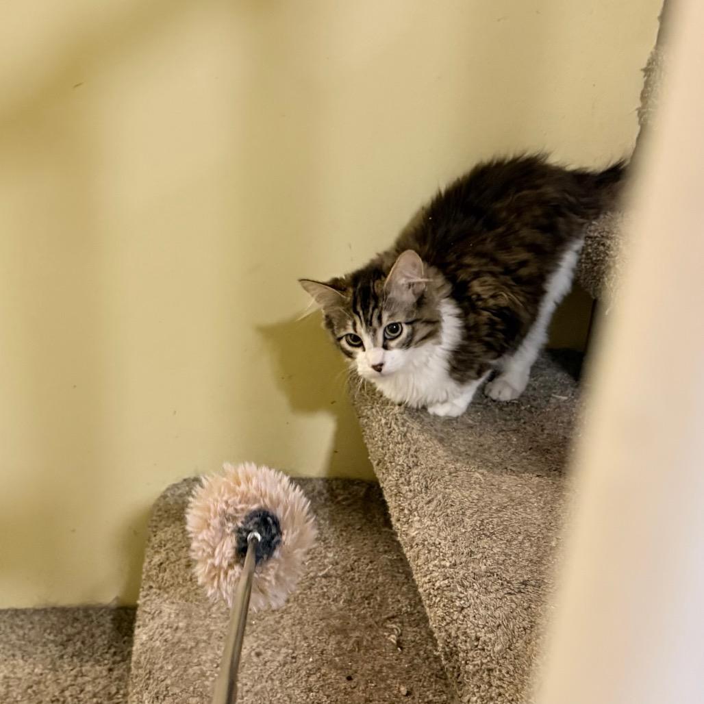 Spider Gwen, a Adoptable Domestic Medium Hair in Abbotsford, BC image 6/6