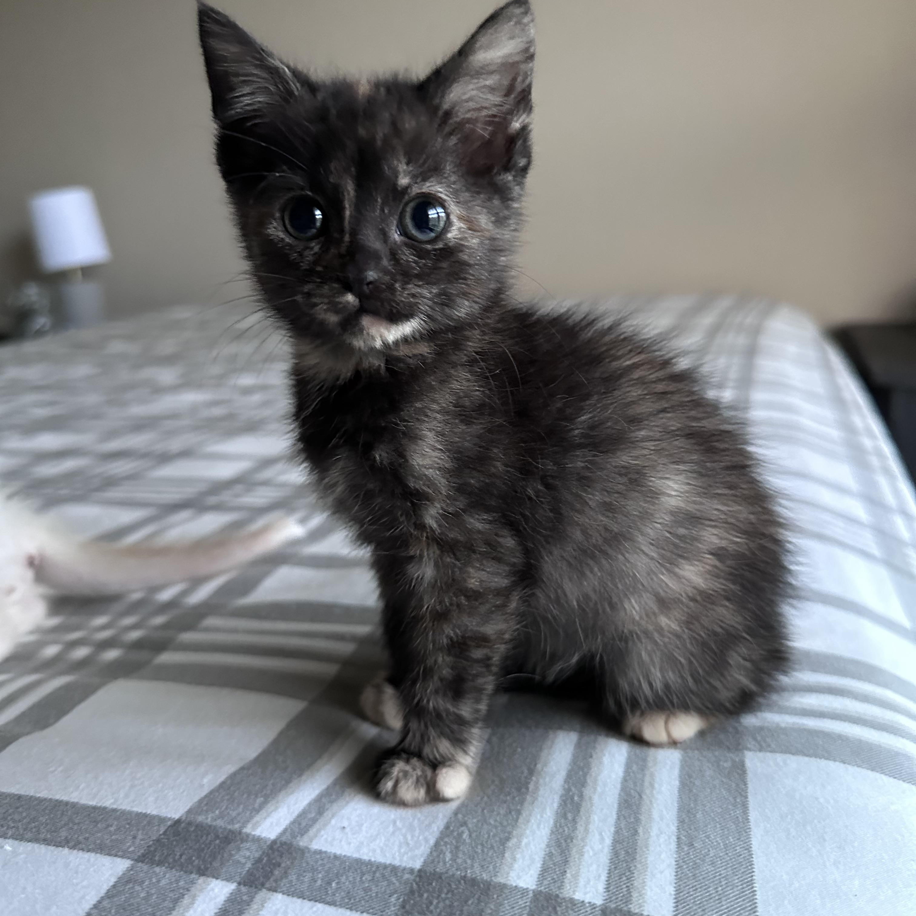 Enlarge Duchess, an adopted mixed breed in White Lake, MI image 2/2