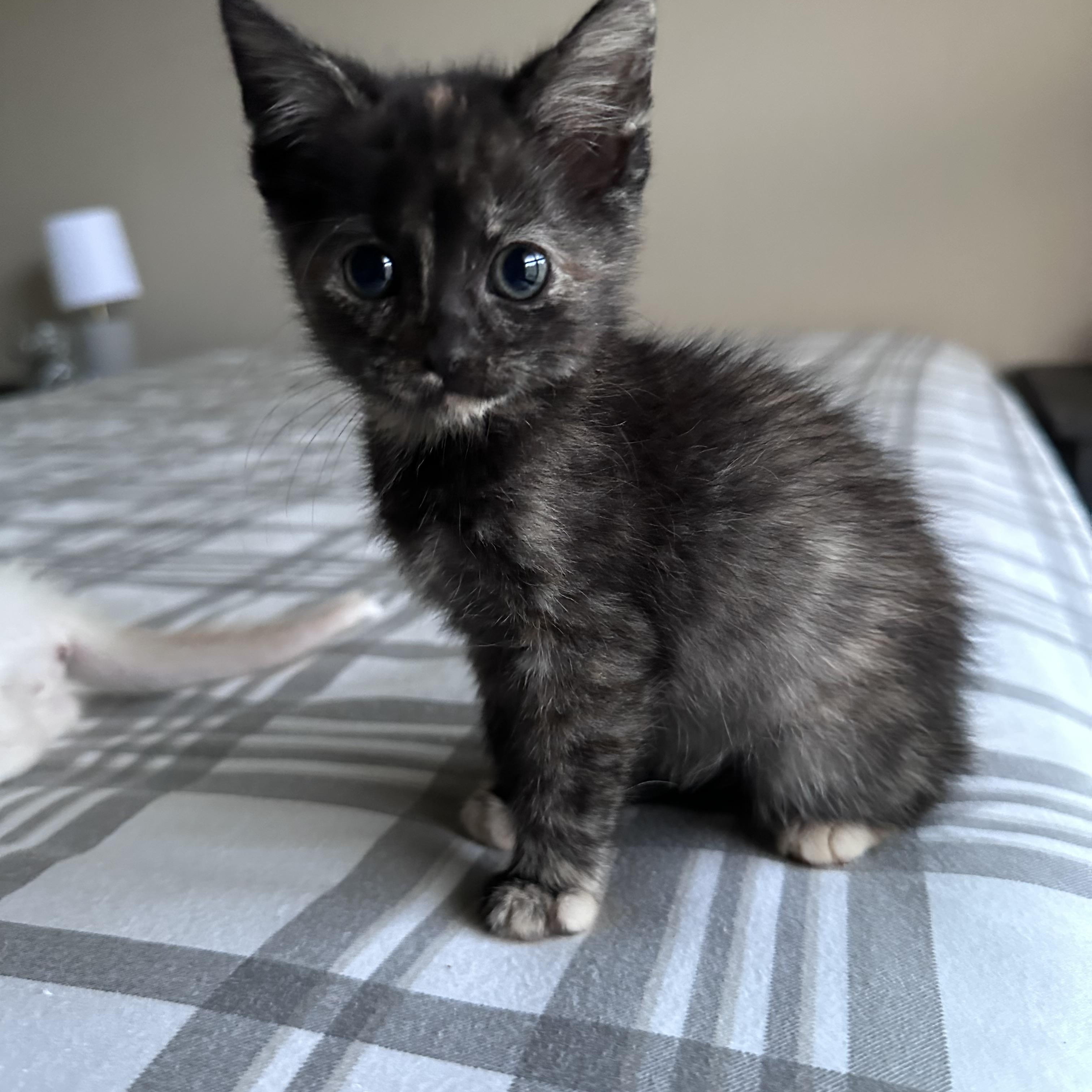 Duchess, adopted, Kitten Female Tortoiseshell & Domestic Medium Hair.