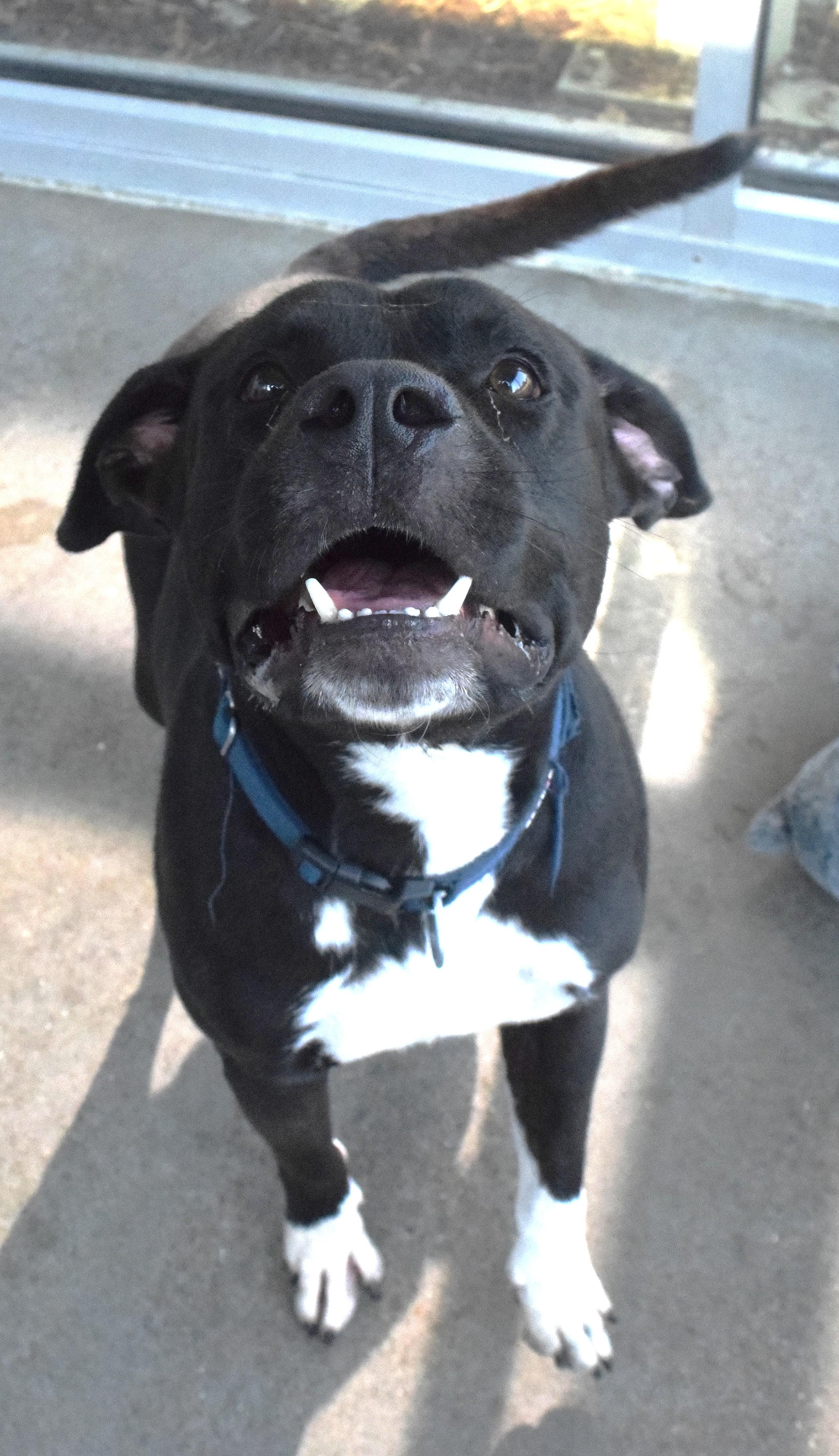 22556, ADOPTABLE, Adult Male Pit Bull Terrier.