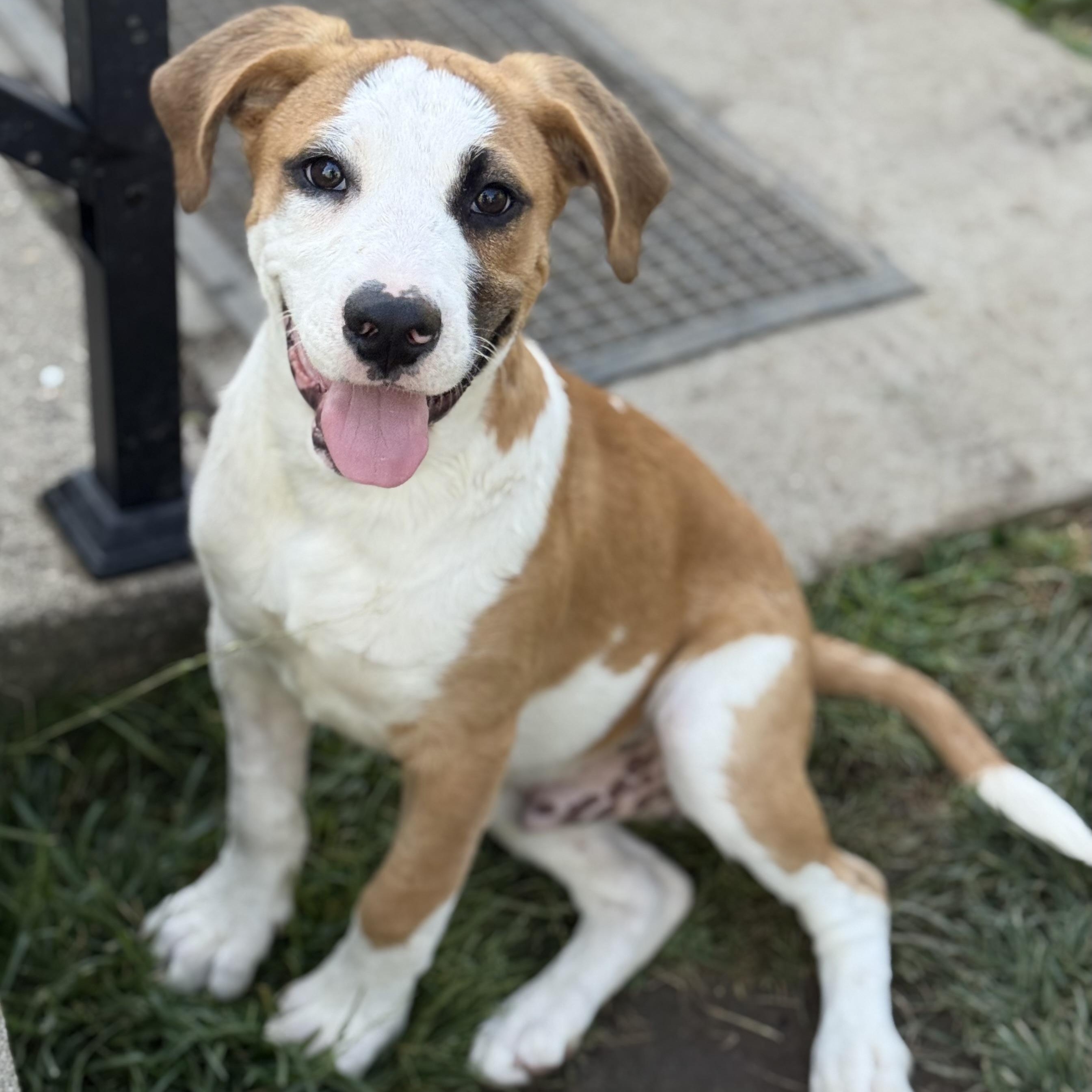 Nelson, a Adoptable mixed breed in Glenolden, PA image 2/6