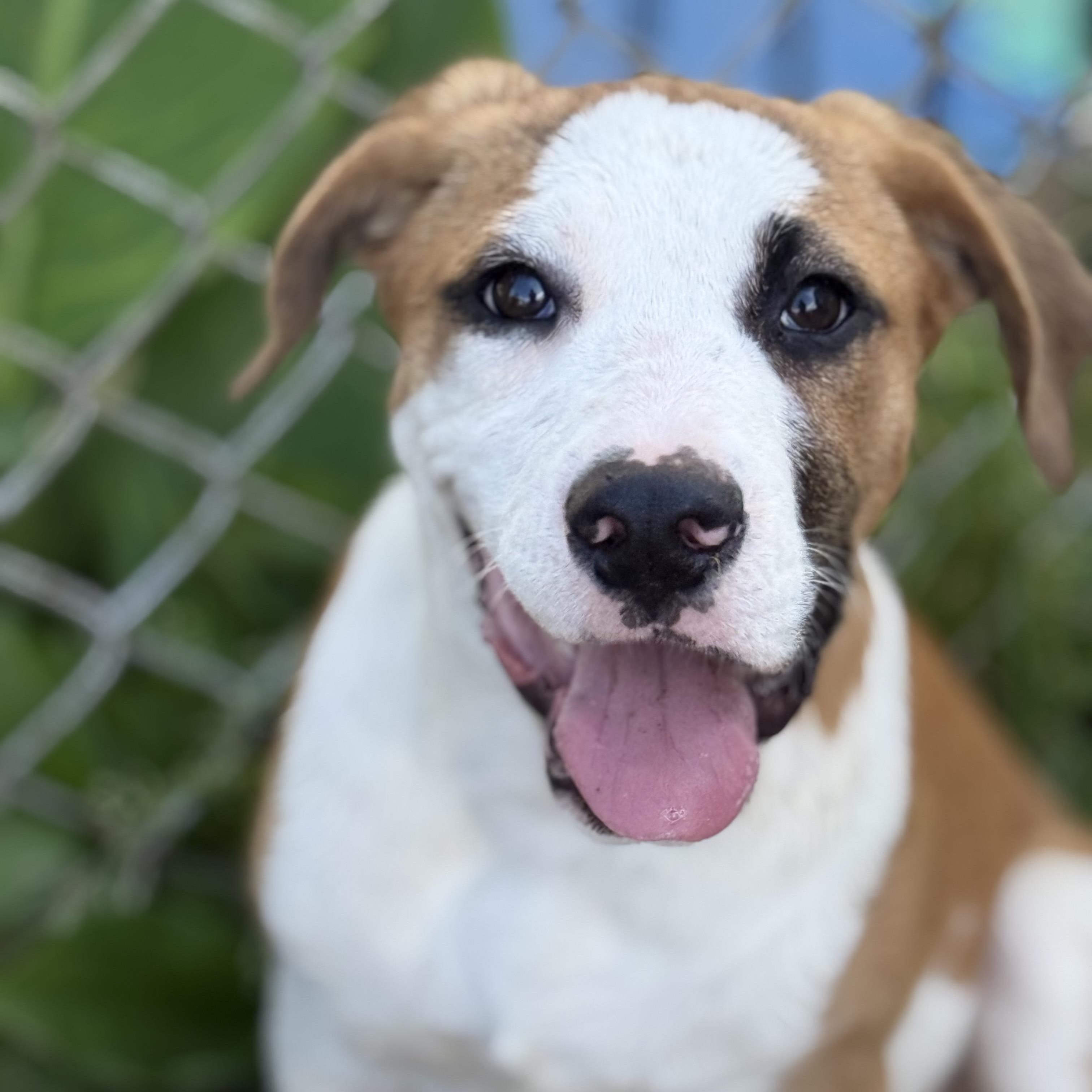Nelson, a Adoptable mixed breed in Glenolden, PA image 6/6