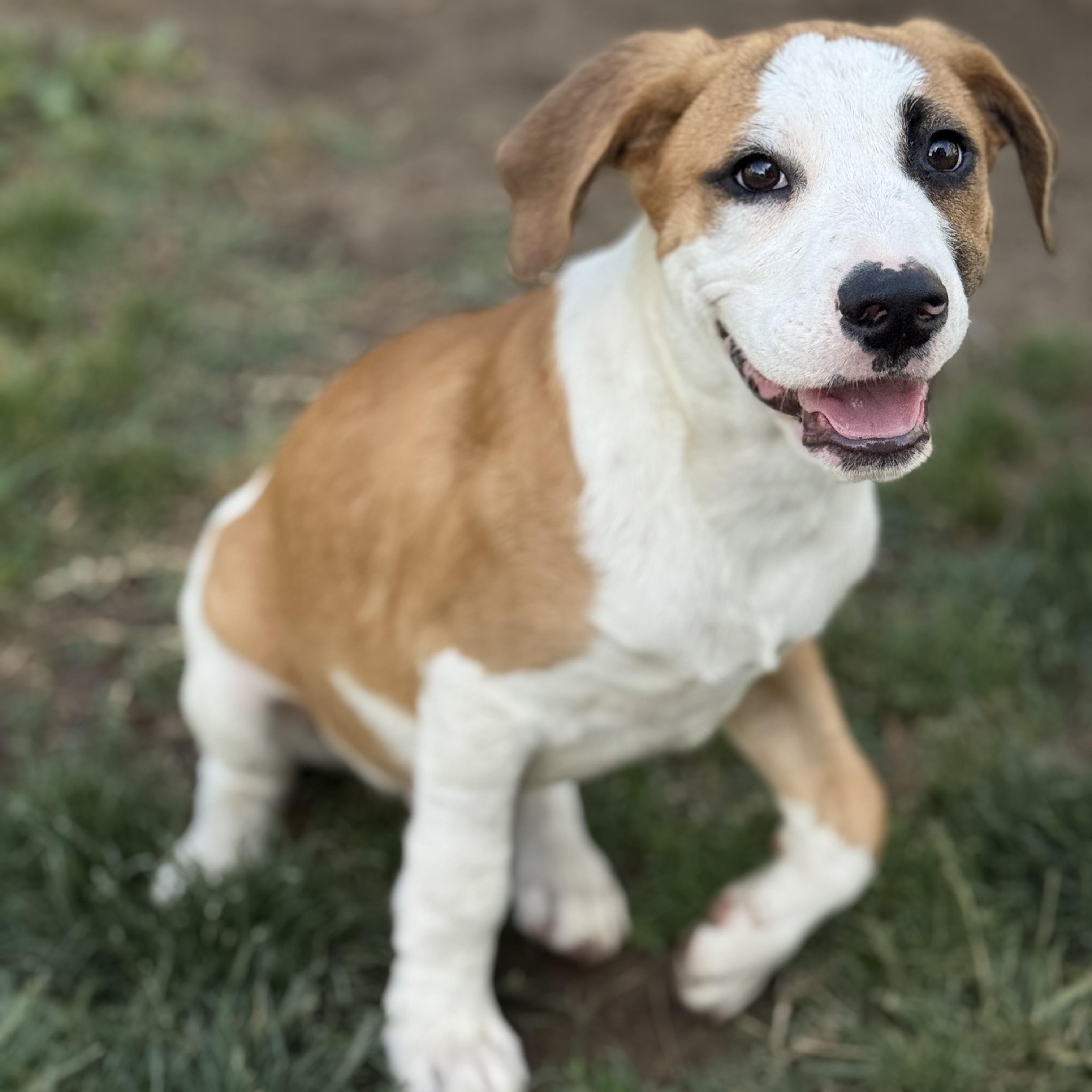 Nelson, a Adoptable mixed breed in Glenolden, PA image 3/6