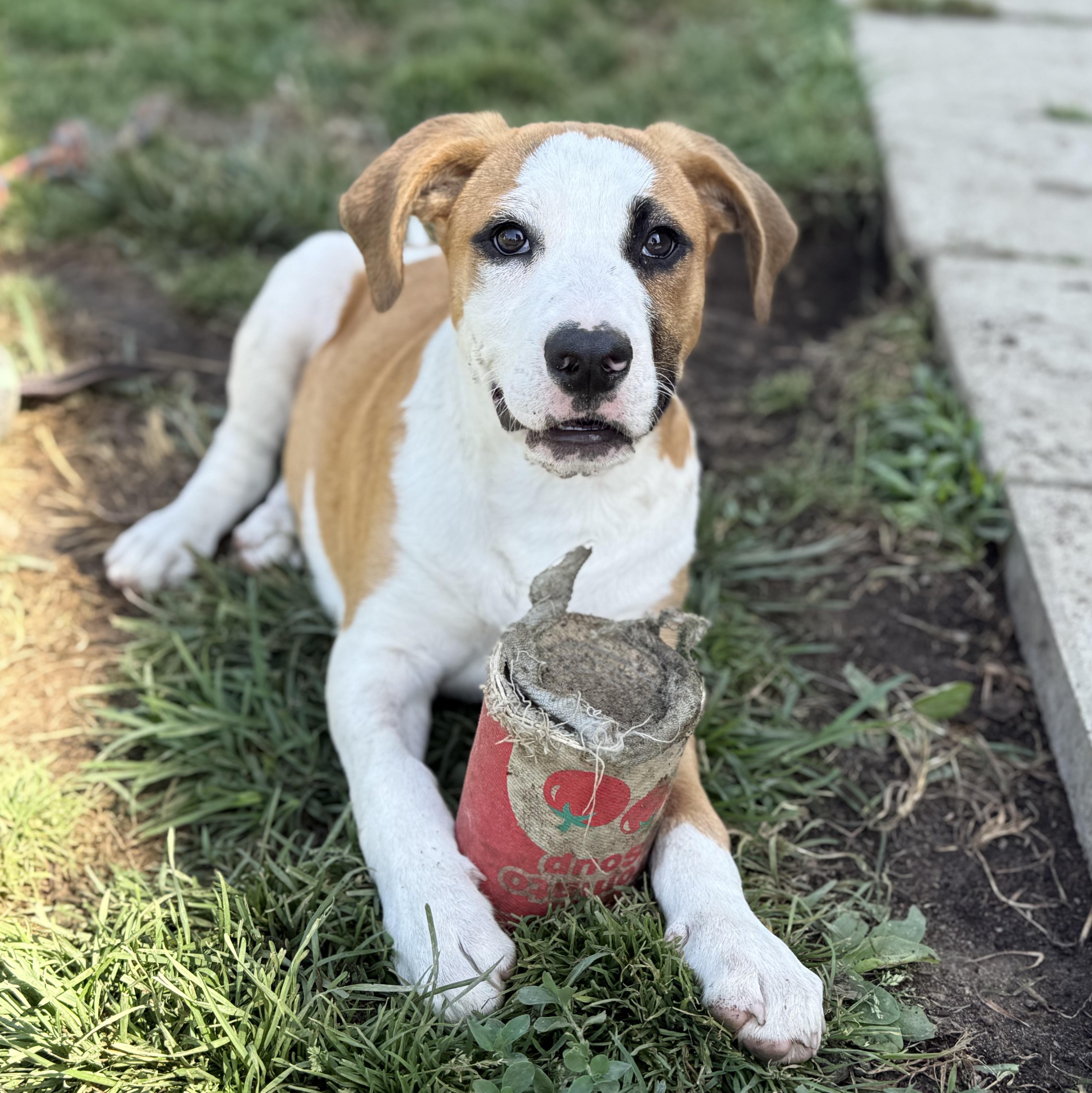 Nelson, a Adoptable mixed breed in Glenolden, PA image 5/6
