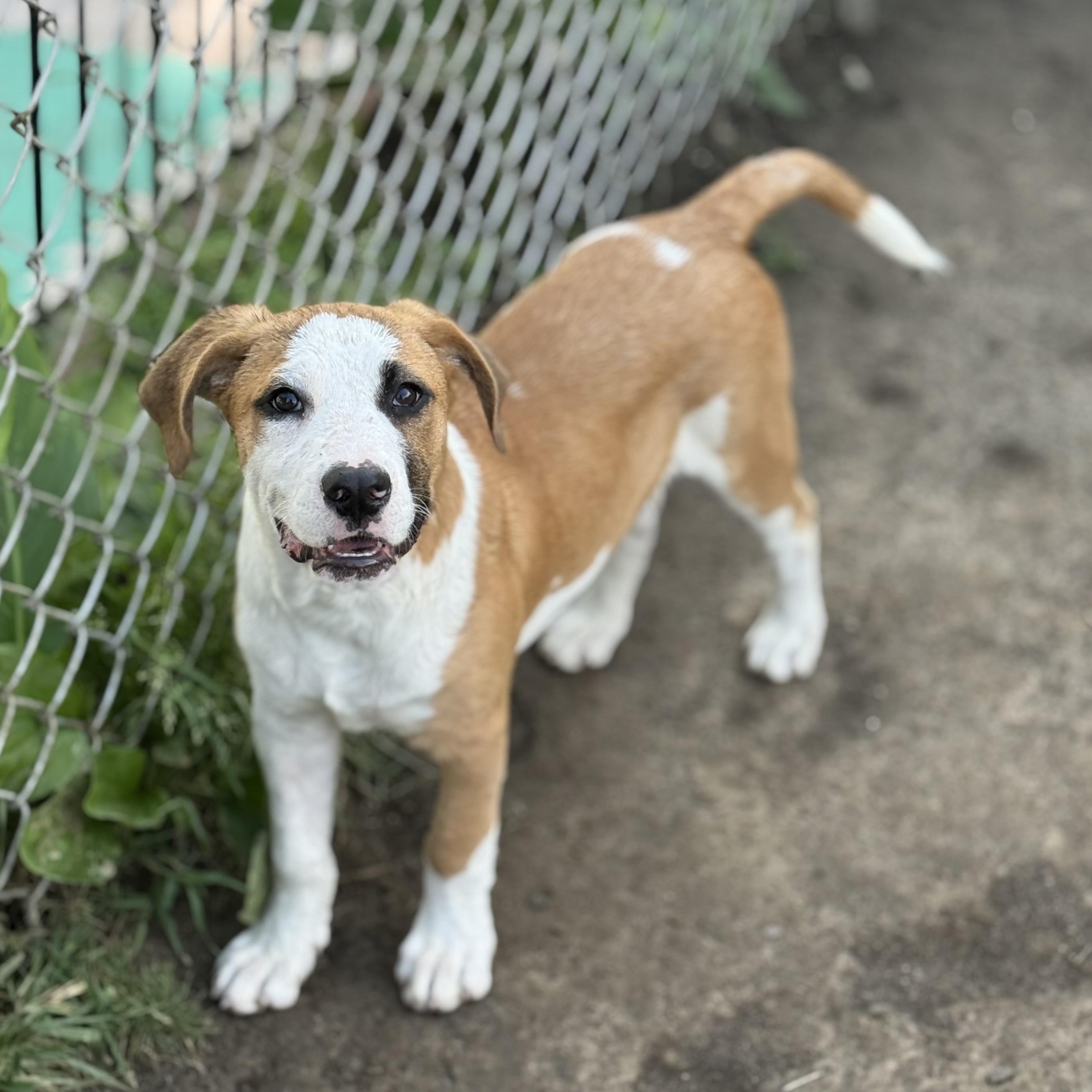 Nelson, a Adoptable mixed breed in Glenolden, PA image 1/6