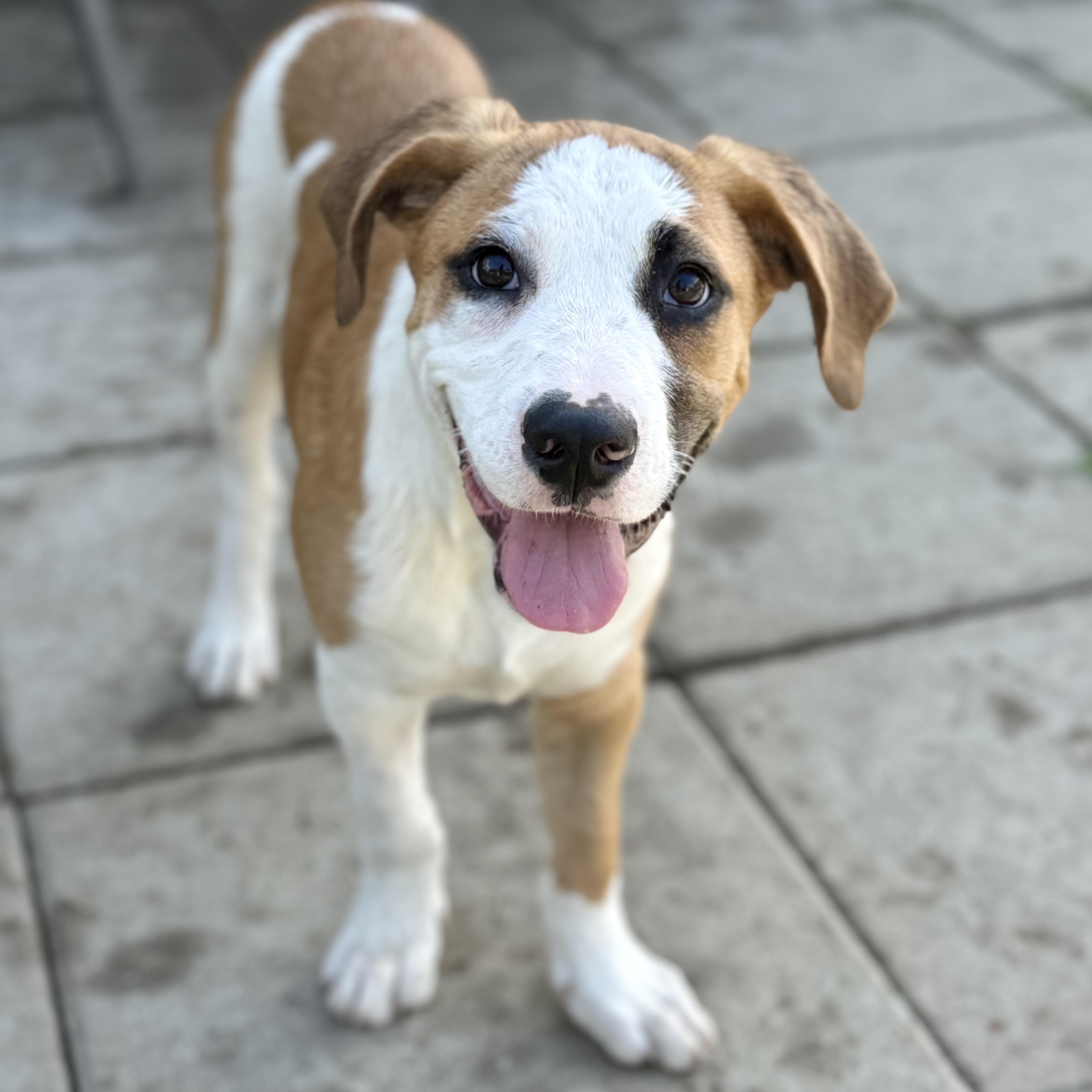 Nelson, a Adoptable mixed breed in Glenolden, PA image 4/6