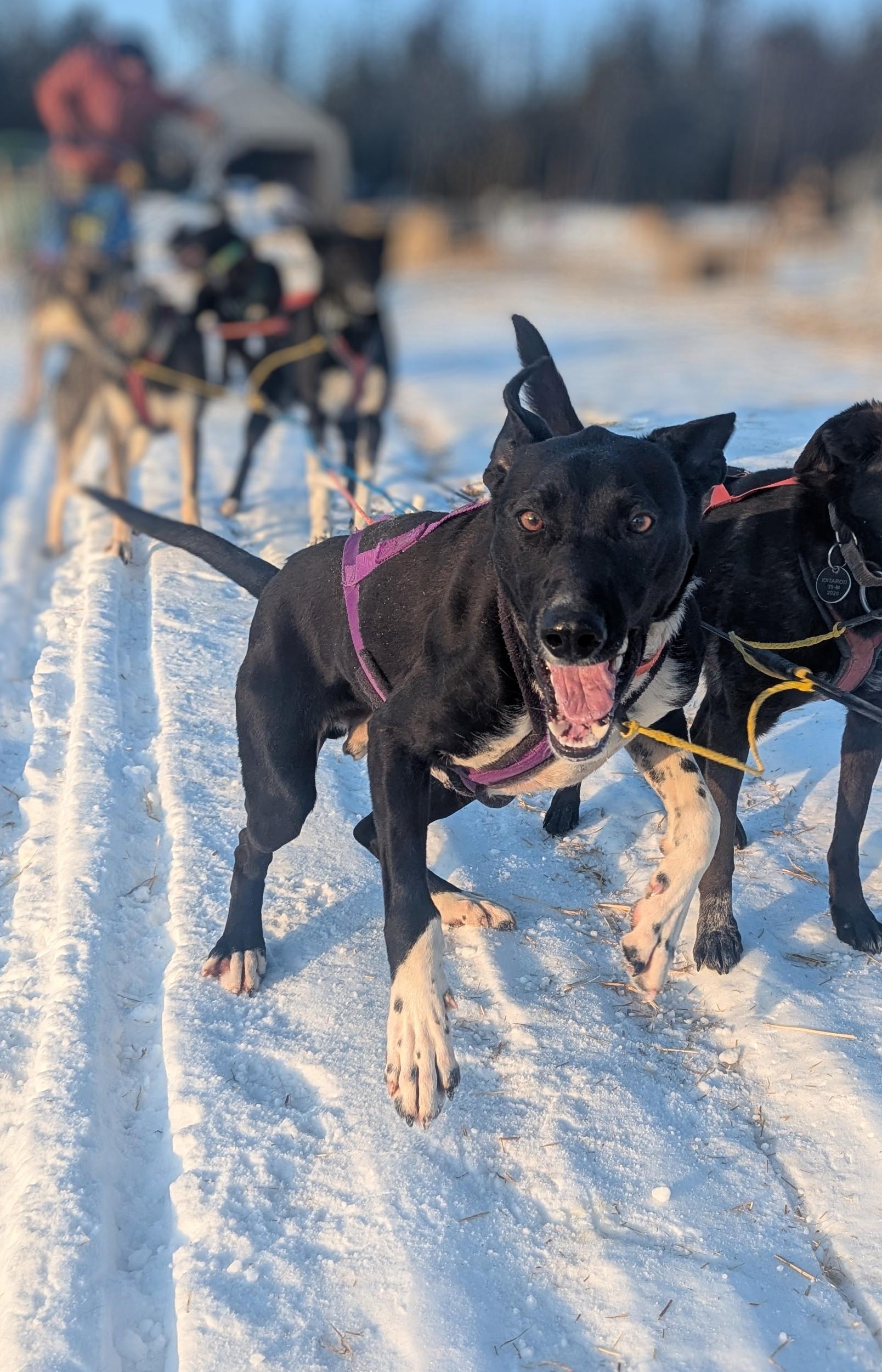 Enlarge Alphie, a Adopted mixed breed in Fairbanks, AK image 1/6