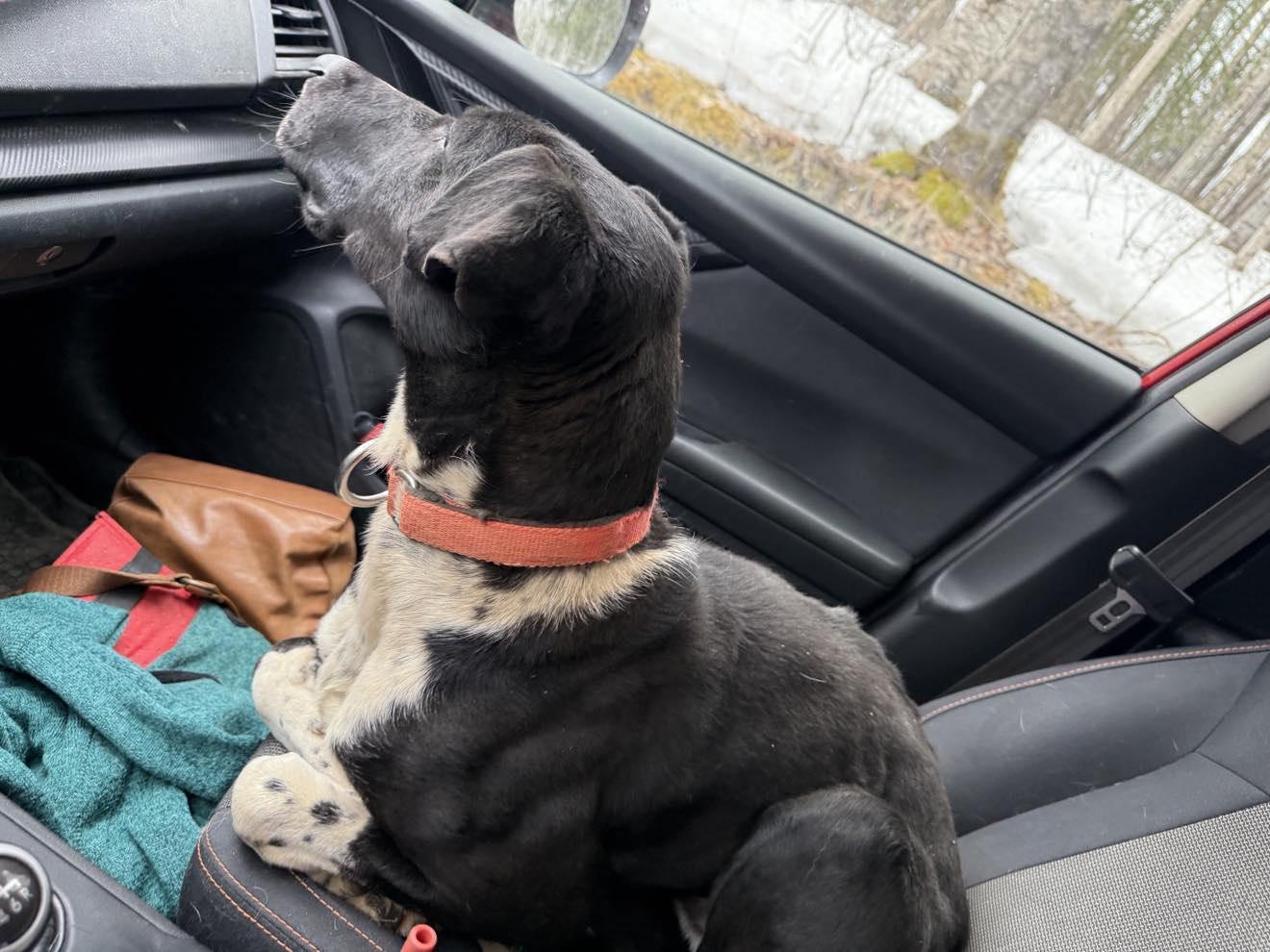 Enlarge Alphie, a Adopted mixed breed in Fairbanks, AK image 2/6